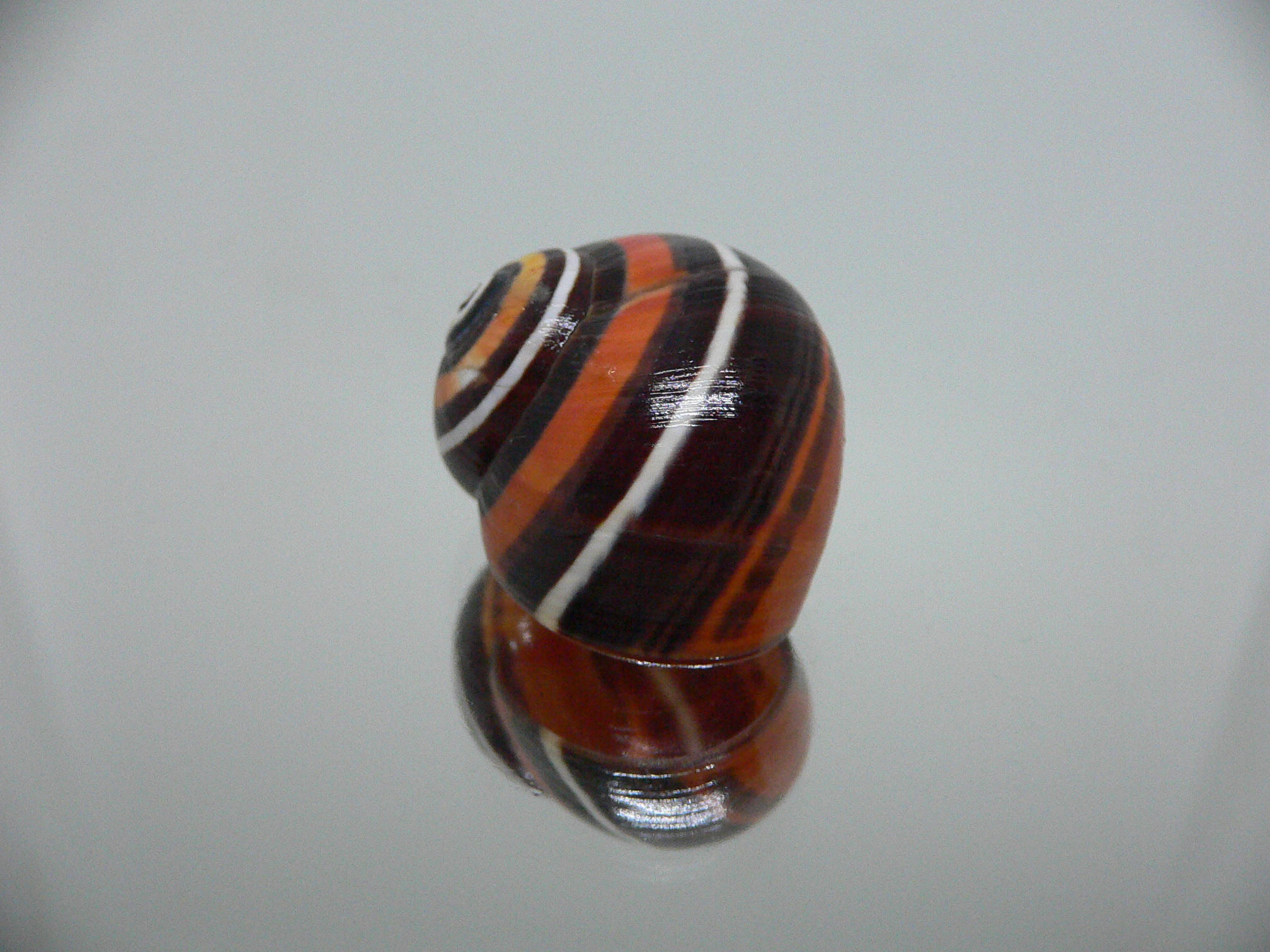 Polymita picta iolimbata RARE & ENDEMIC & STRIPES