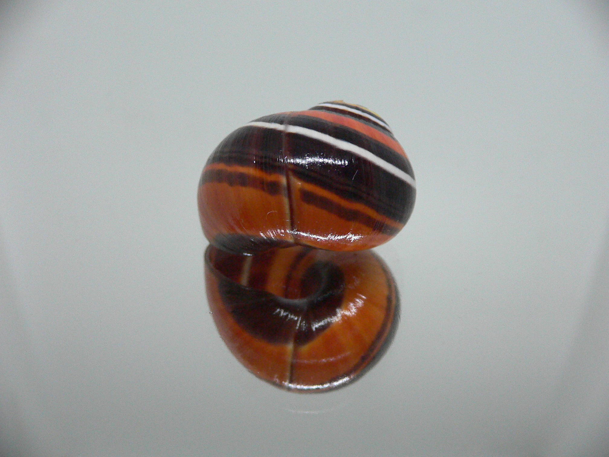 Polymita picta iolimbata RARE & ENDEMIC & STRIPES