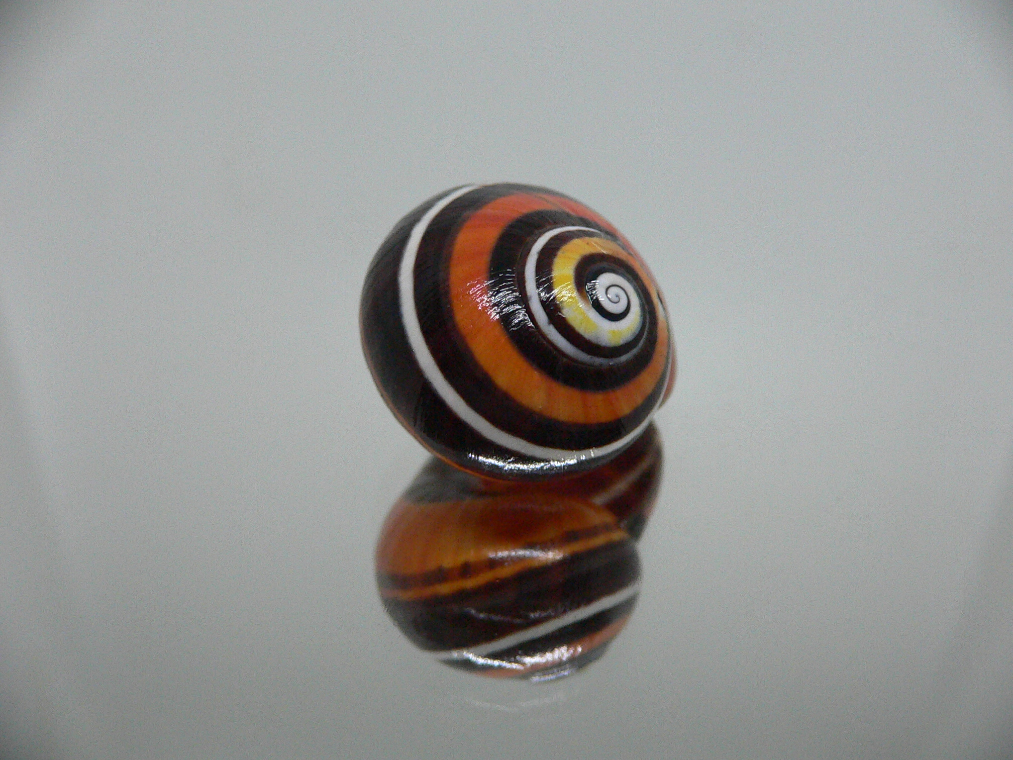 Polymita picta iolimbata RARE & ENDEMIC & STRIPES