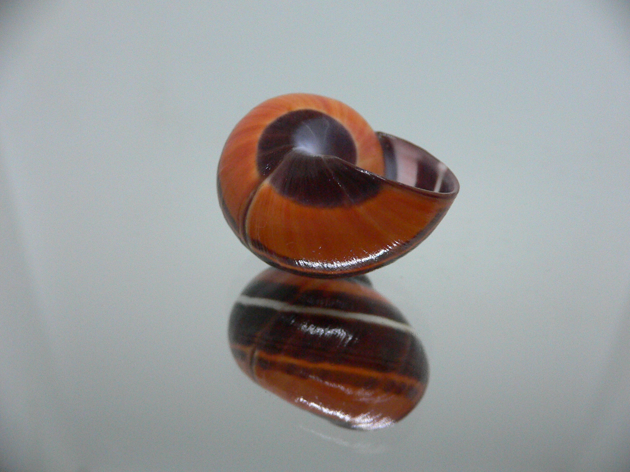 Polymita picta iolimbata RARE & ENDEMIC & STRIPES