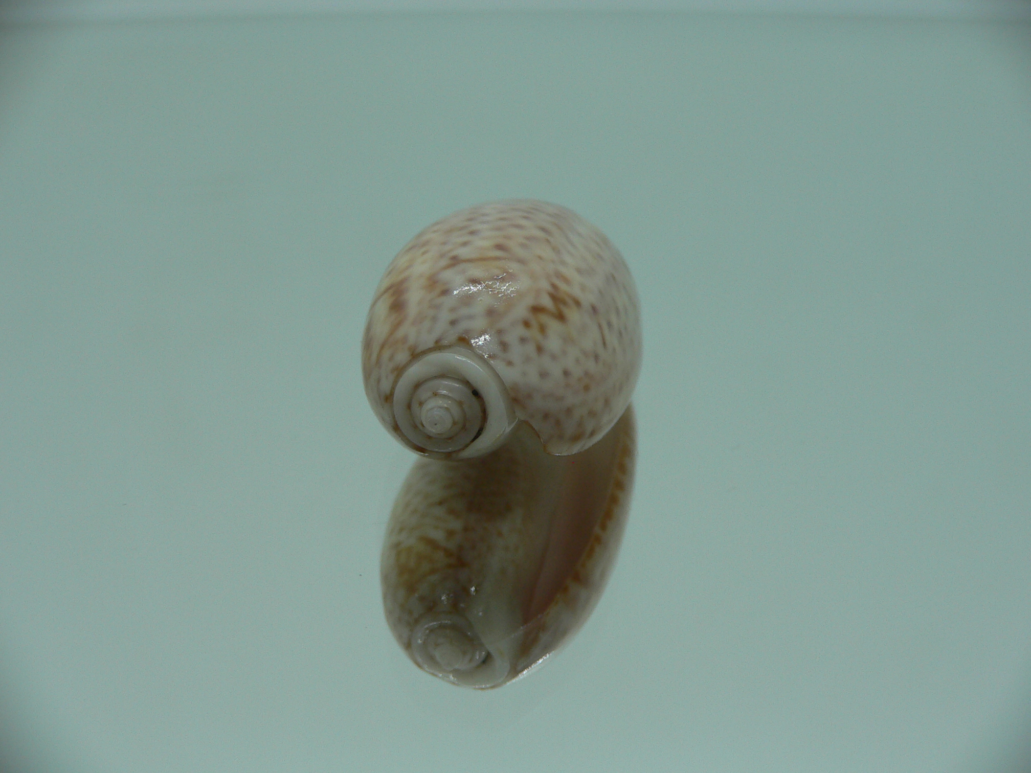 oliva bulbosa inflata (var.)