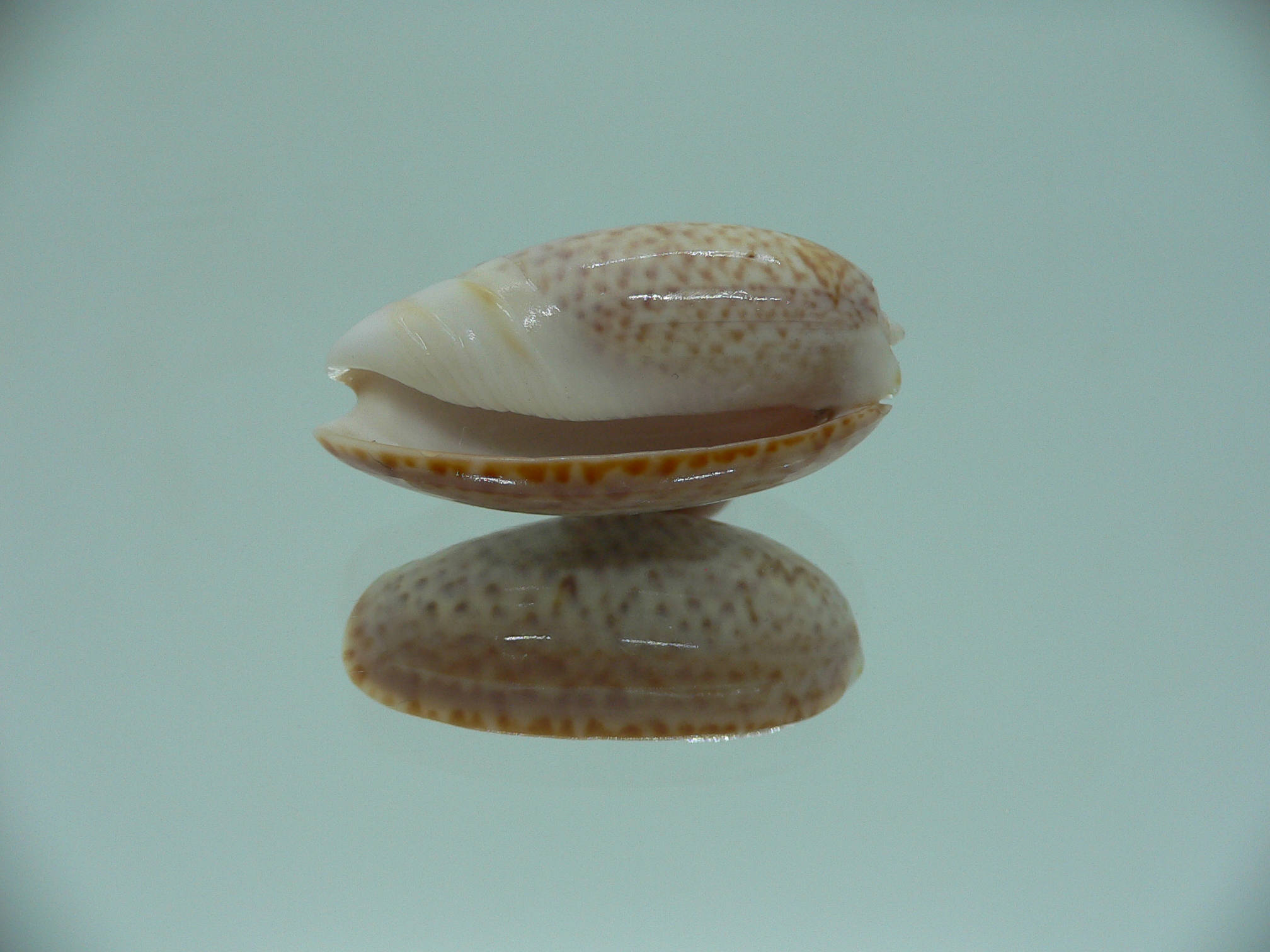 oliva bulbosa inflata (var.)