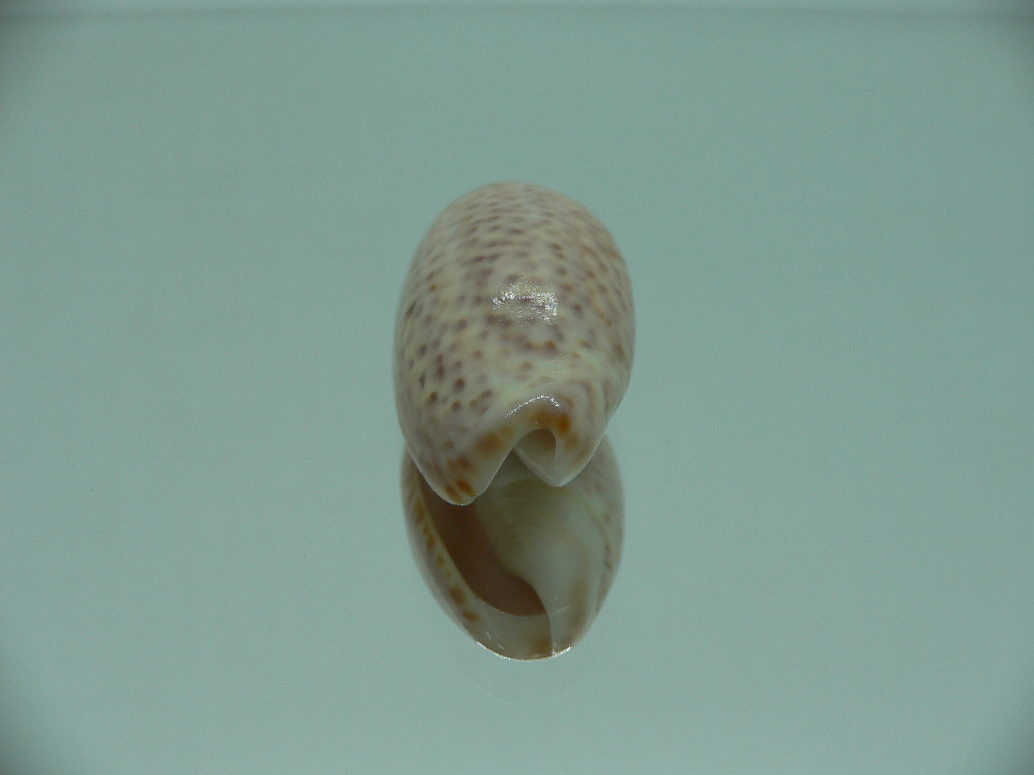 oliva bulbosa inflata (var.)