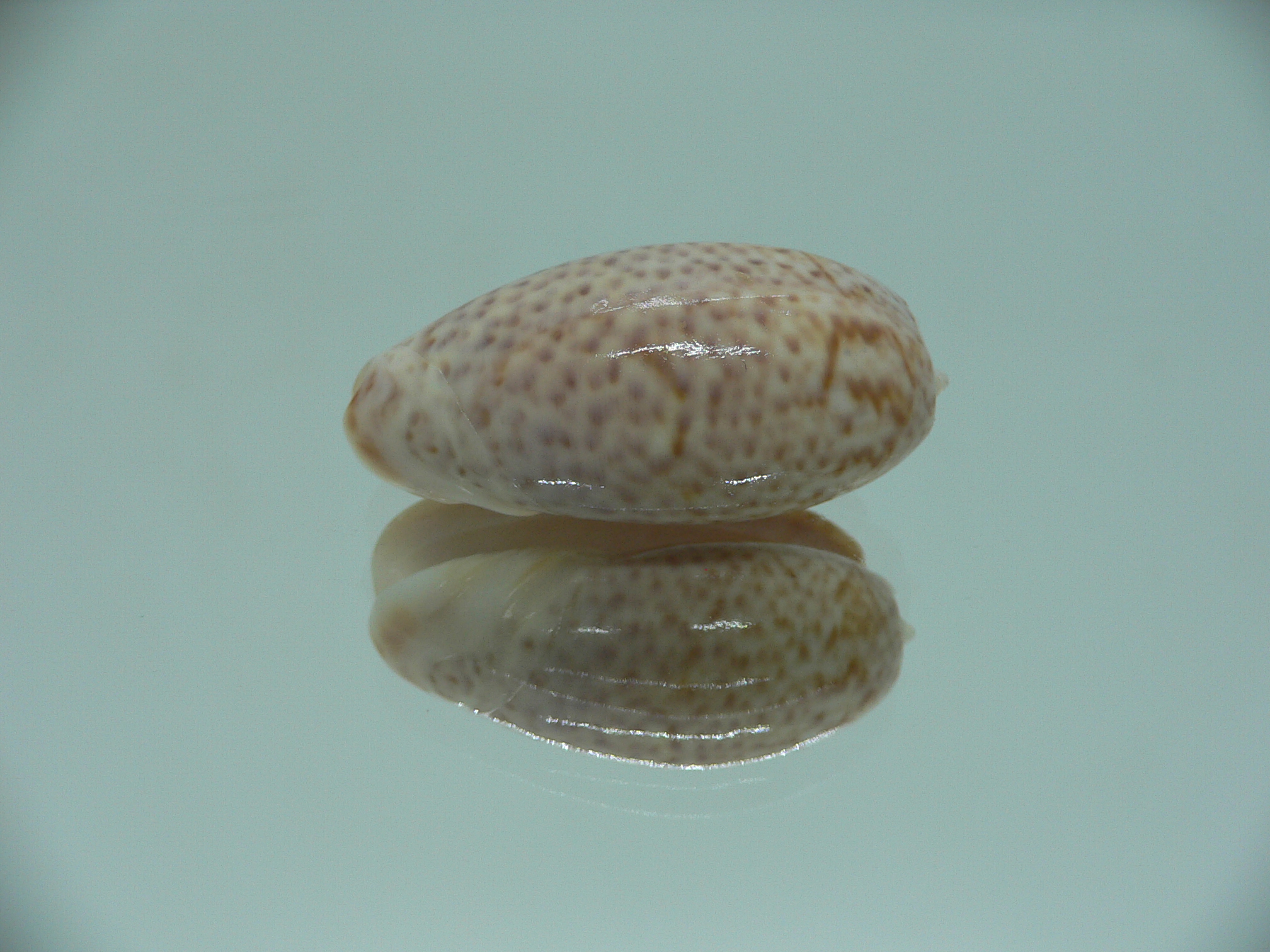 oliva bulbosa inflata (var.)