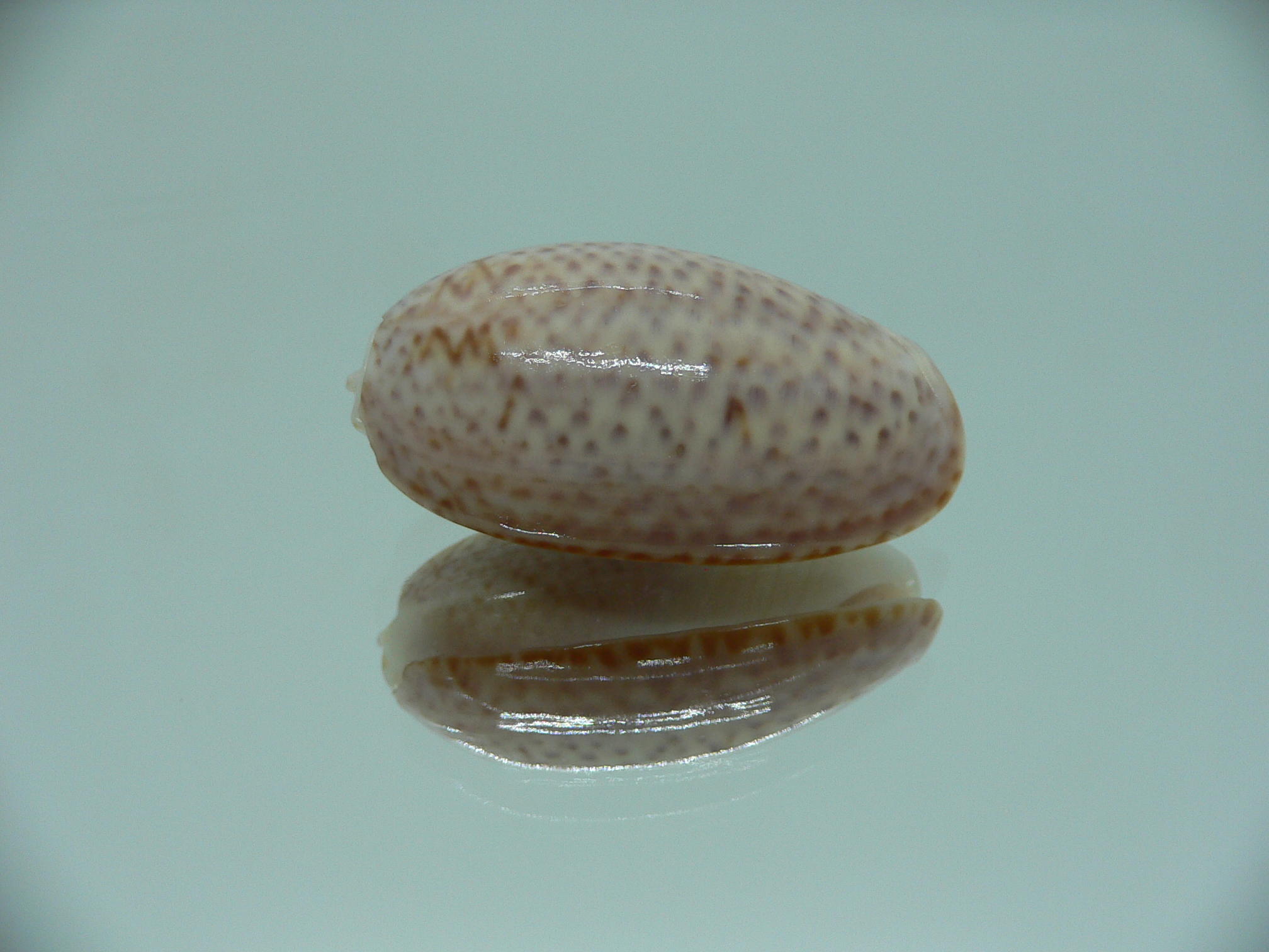 oliva bulbosa inflata (var.)