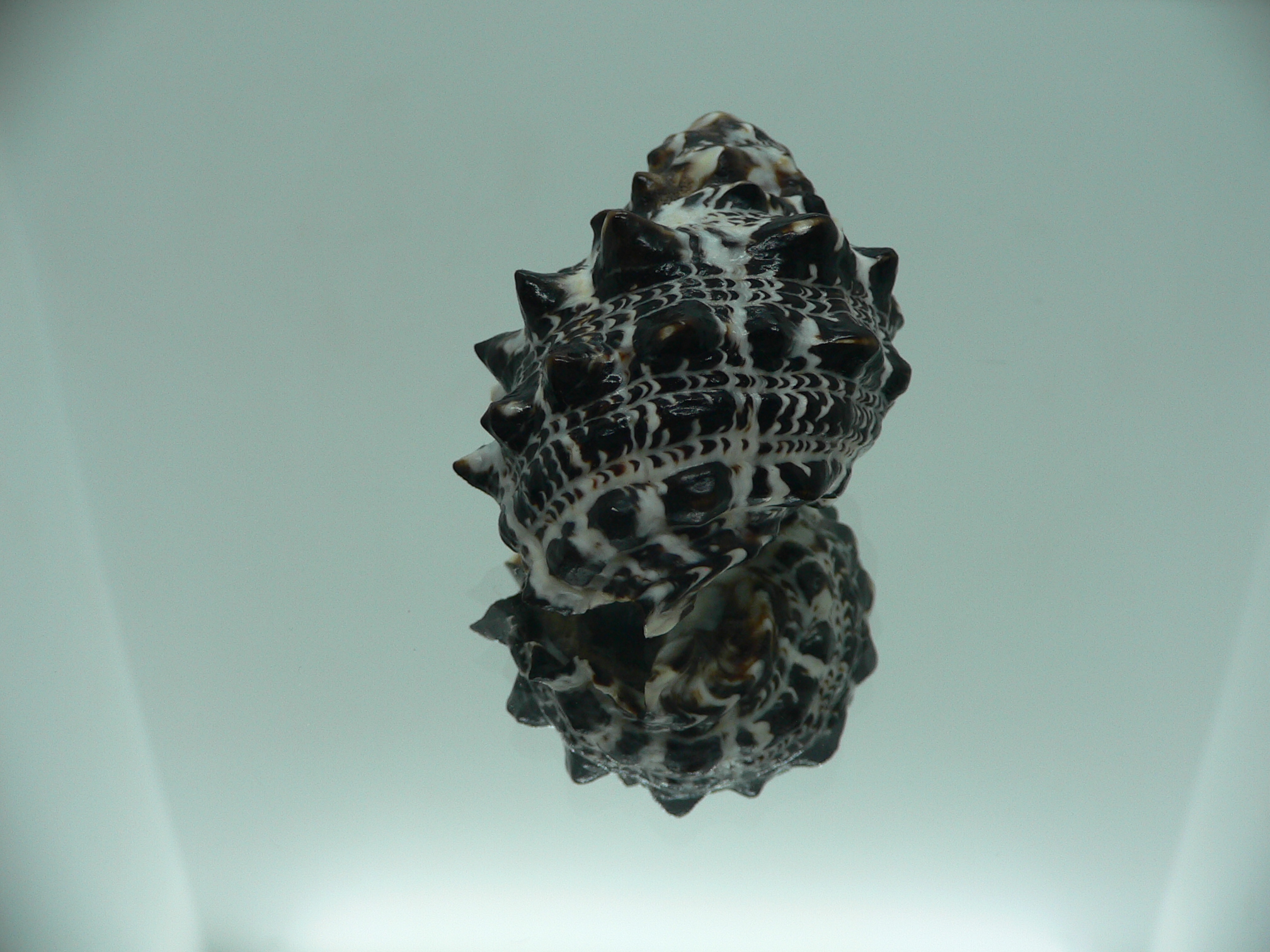 Tylothais savignyi BIG