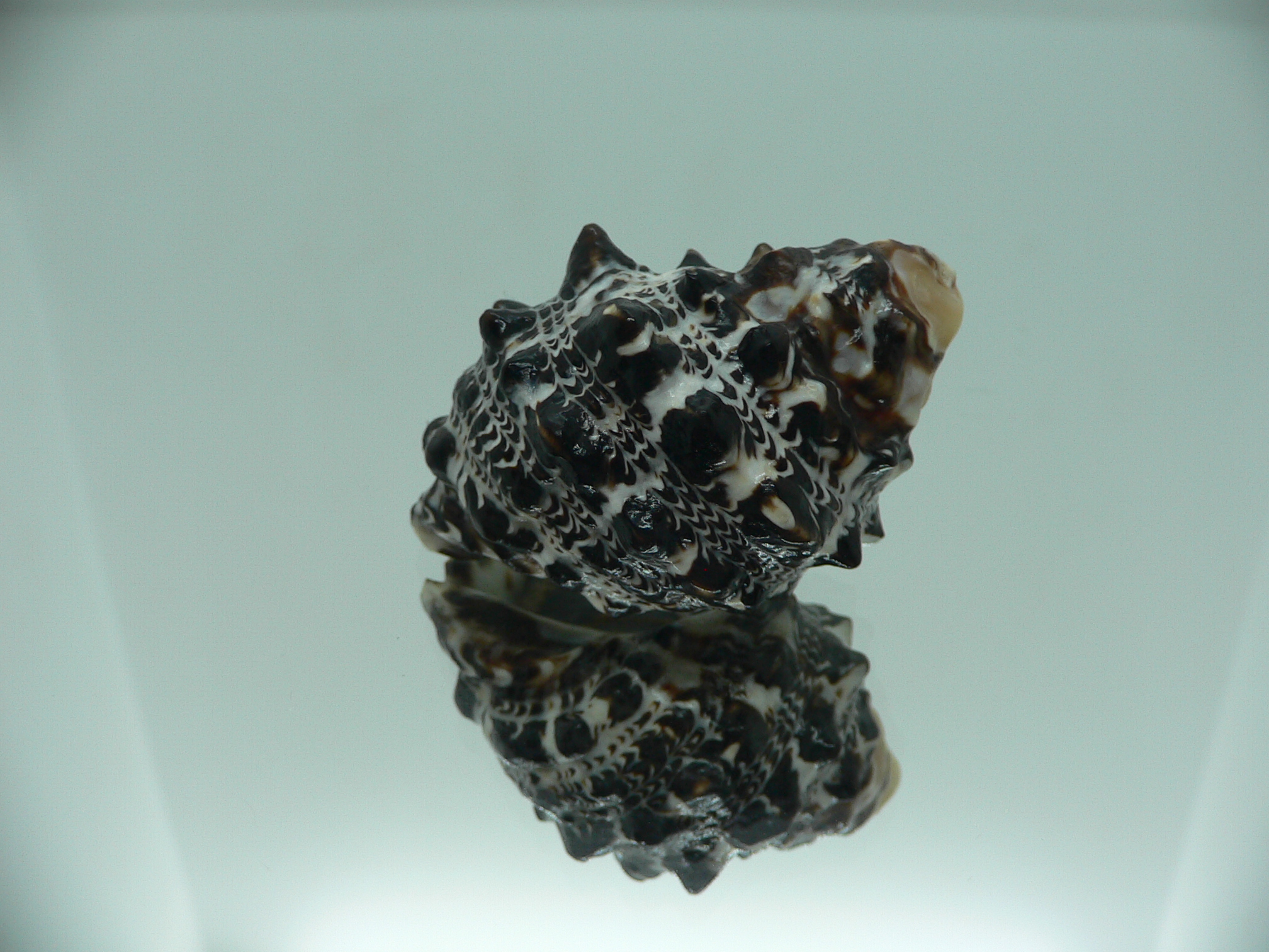 Tylothais savignyi BIG