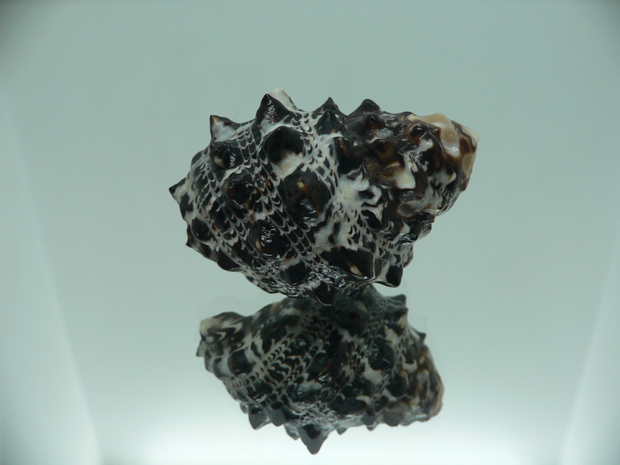 Tylothais savignyi BIG