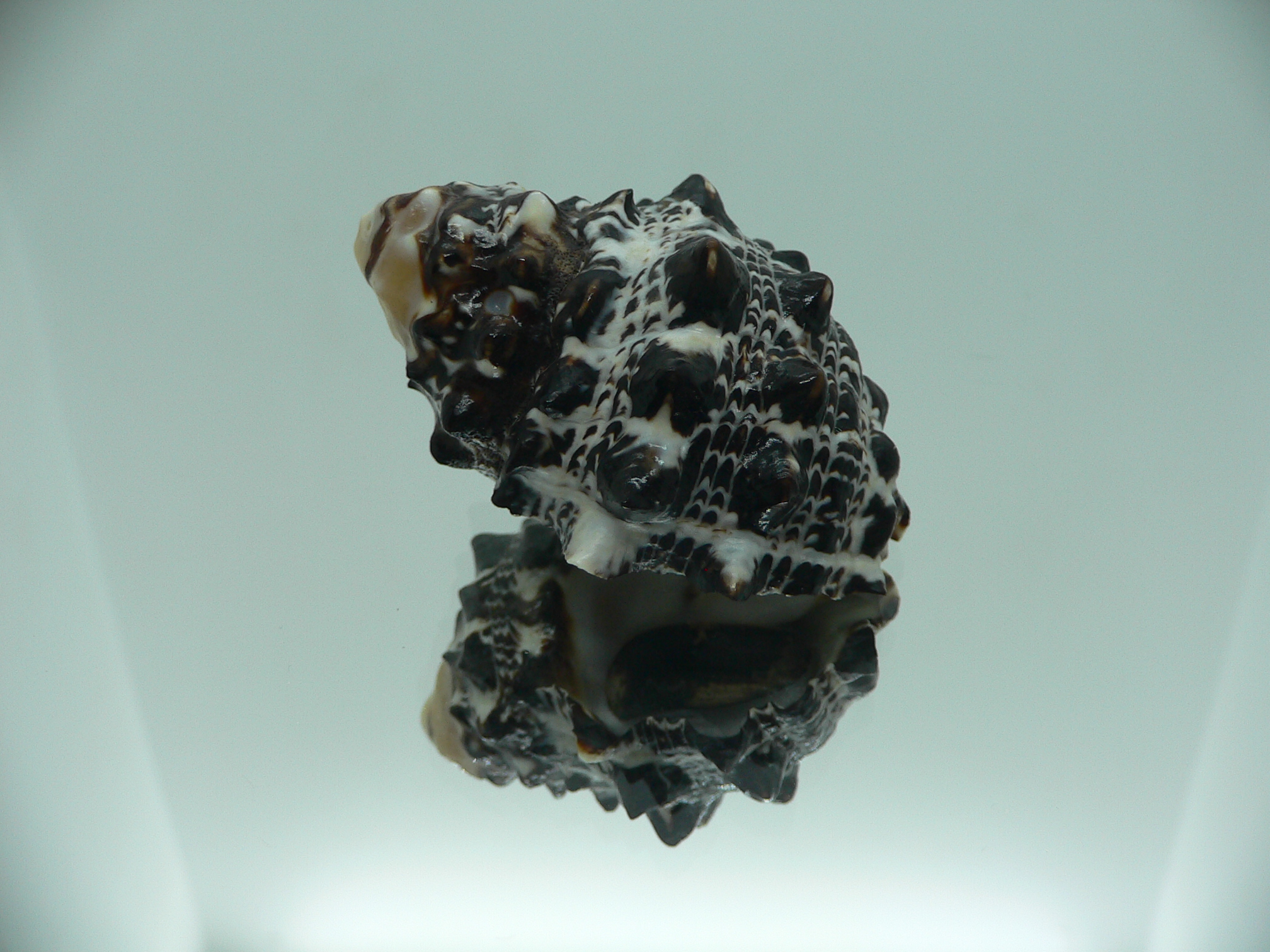 Tylothais savignyi BIG