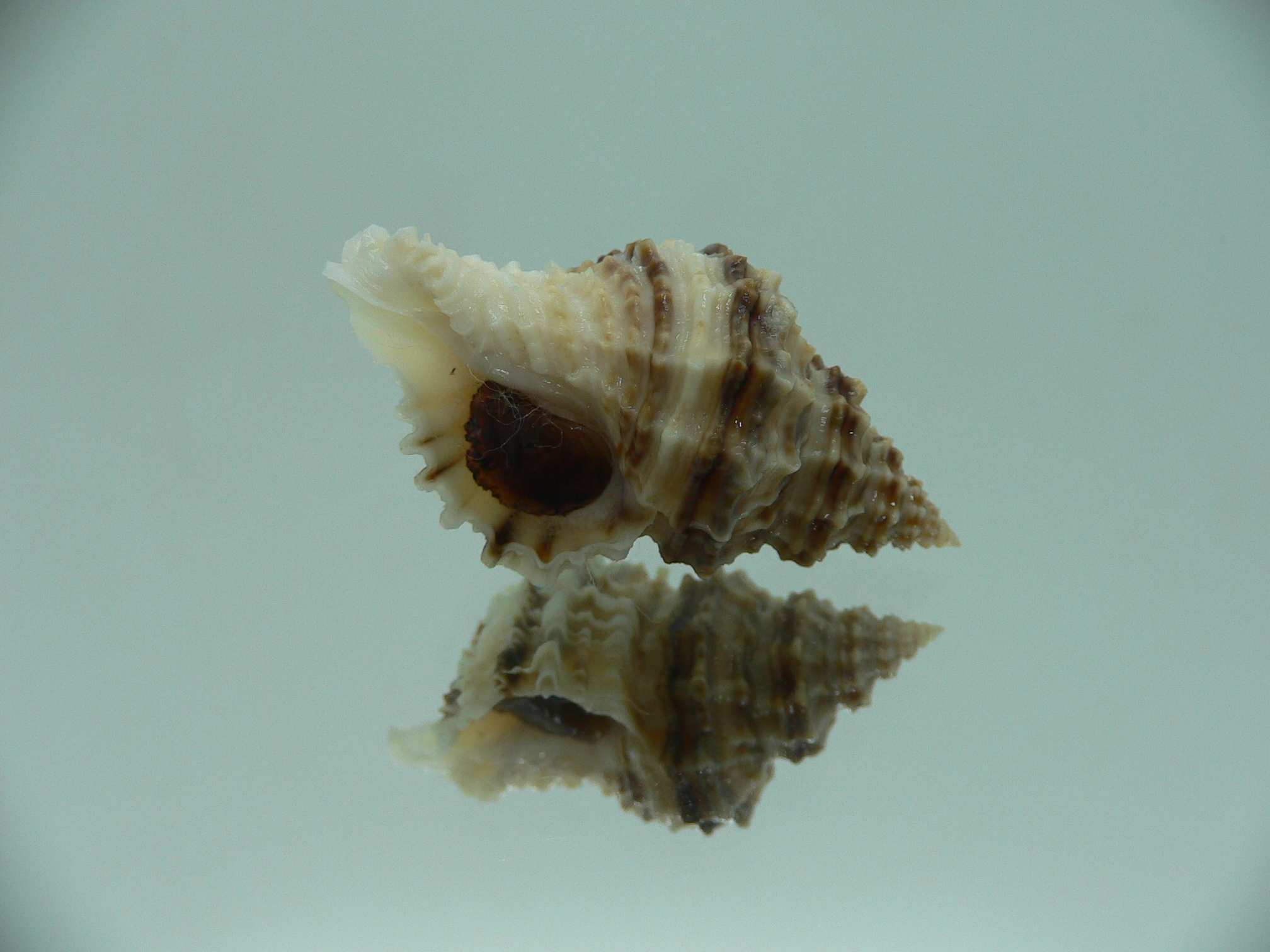 Lataxiena fimbriata BIG