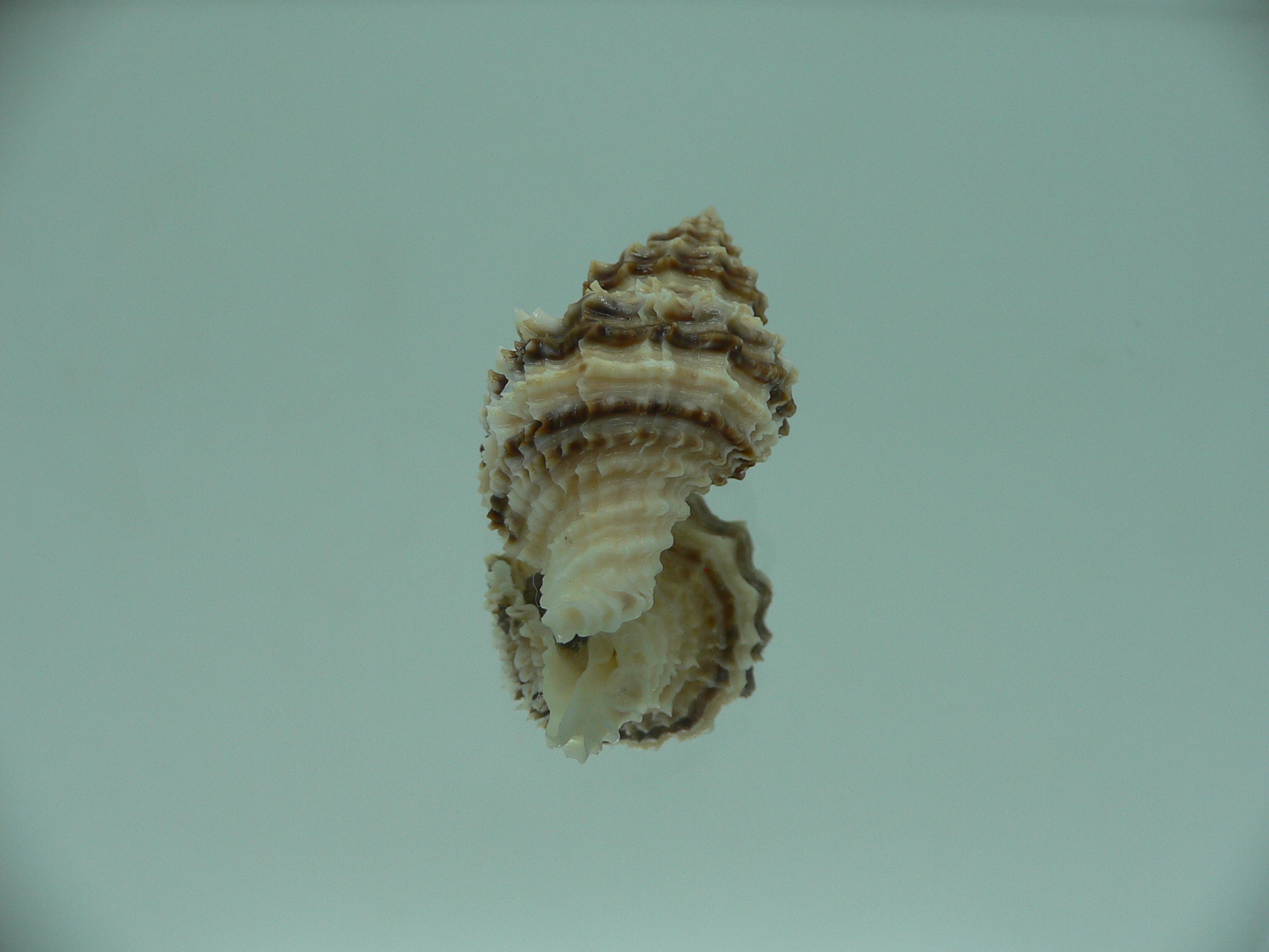 Lataxiena fimbriata BIG