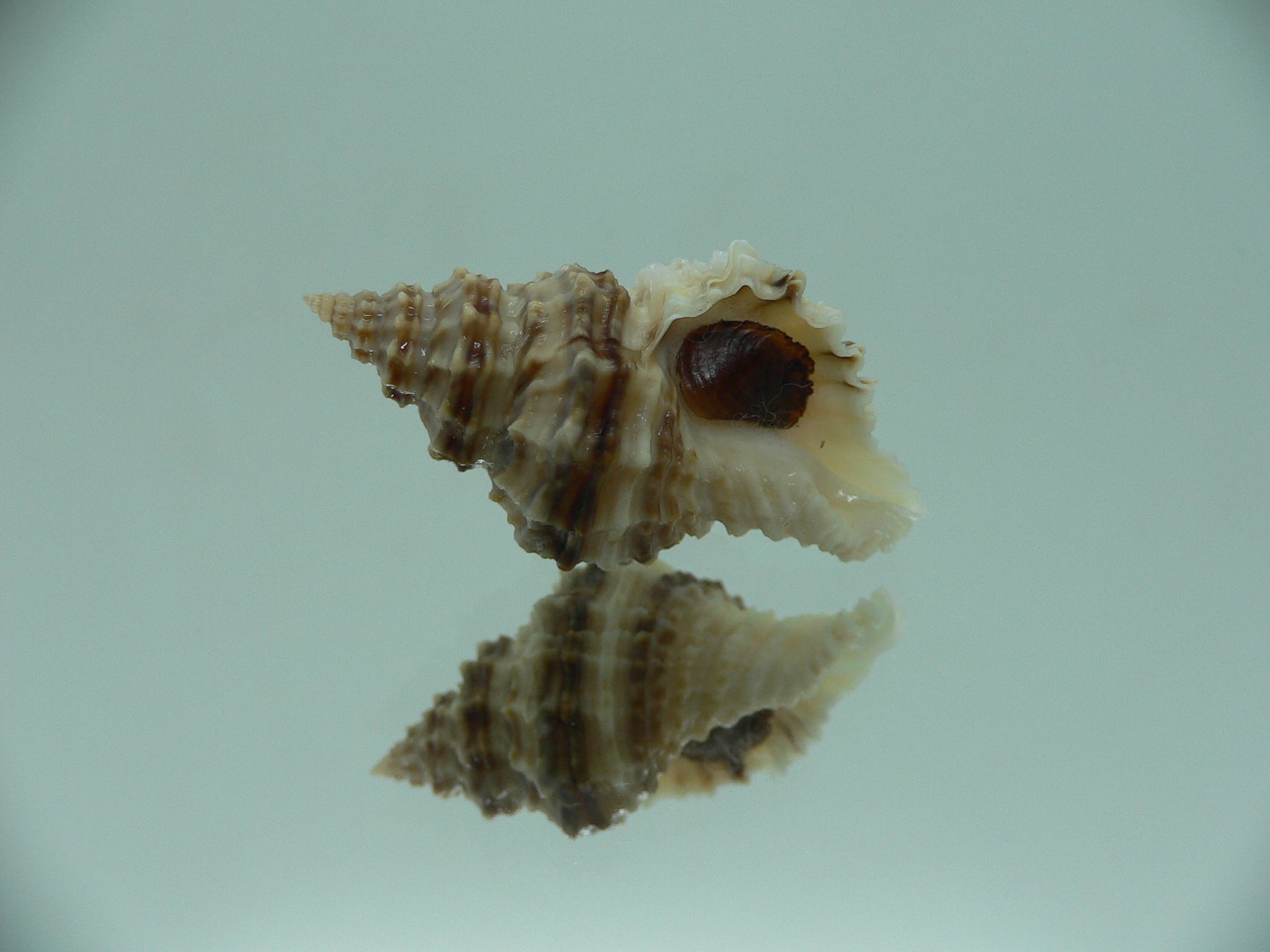 Lataxiena fimbriata BIG