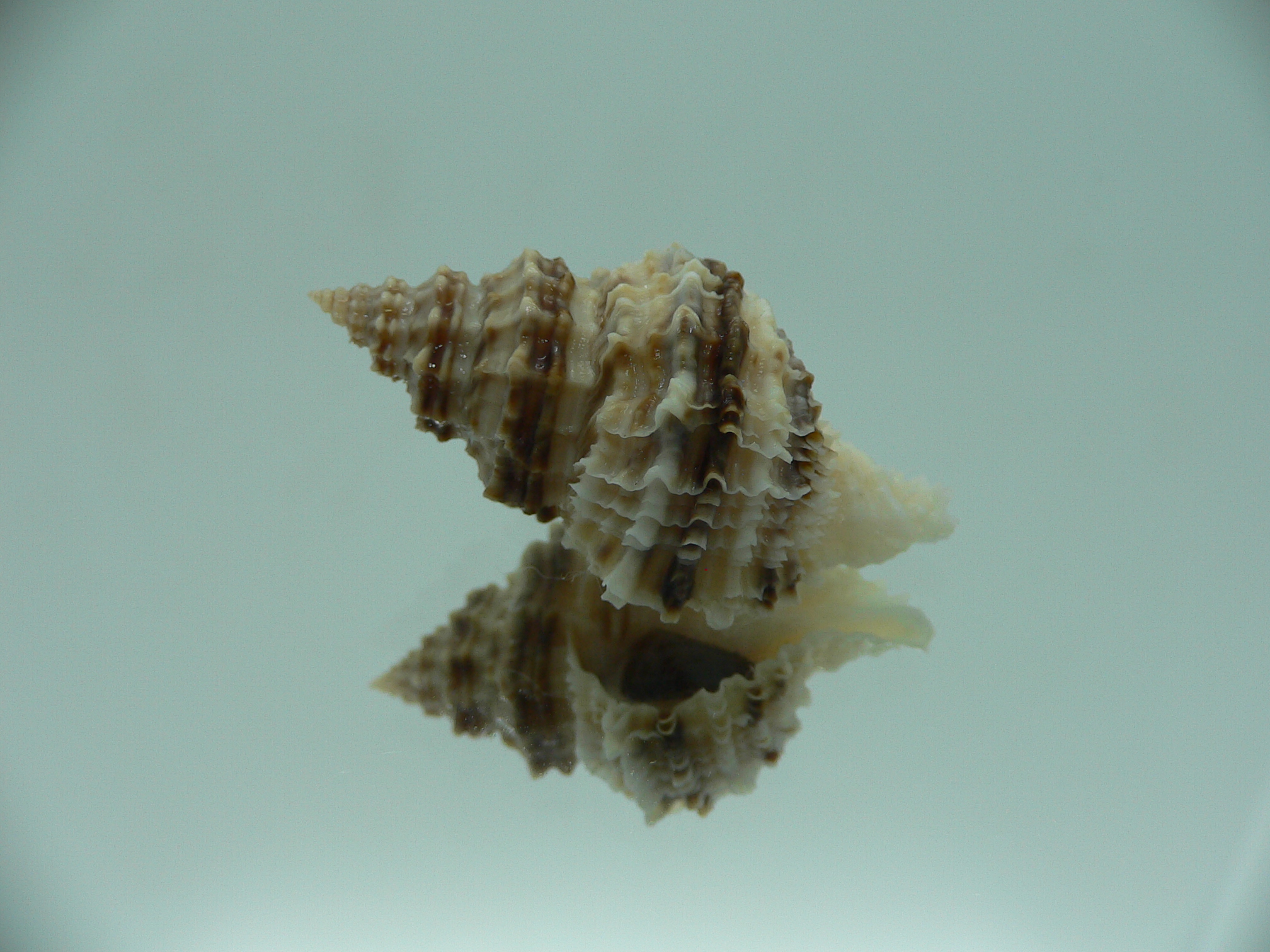 Lataxiena fimbriata BIG