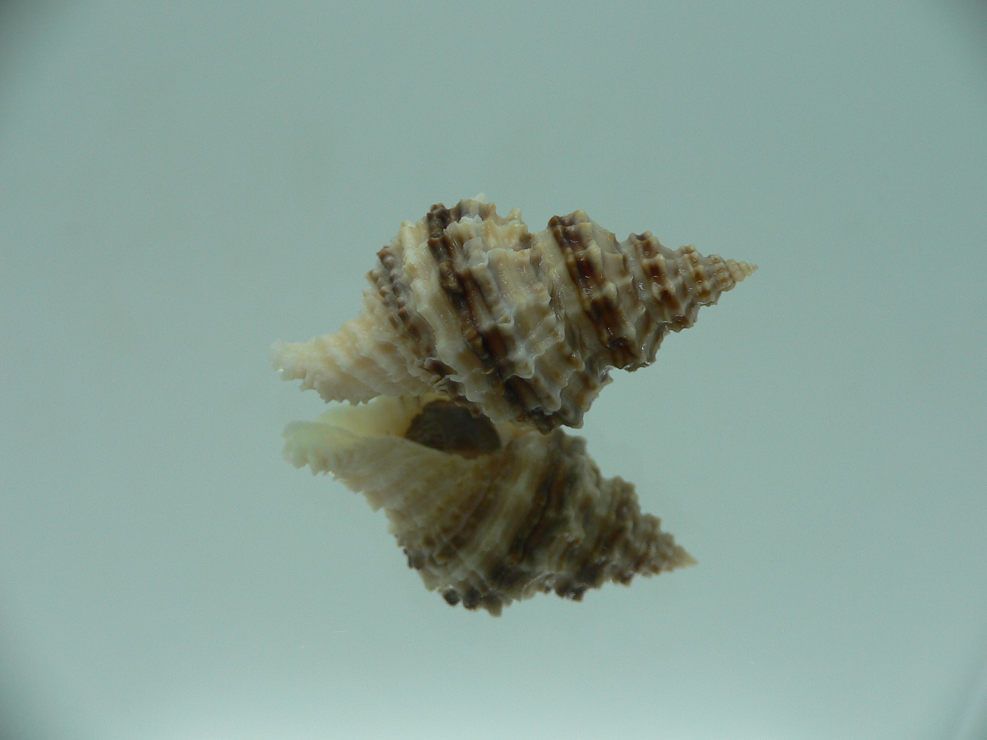 Lataxiena fimbriata BIG