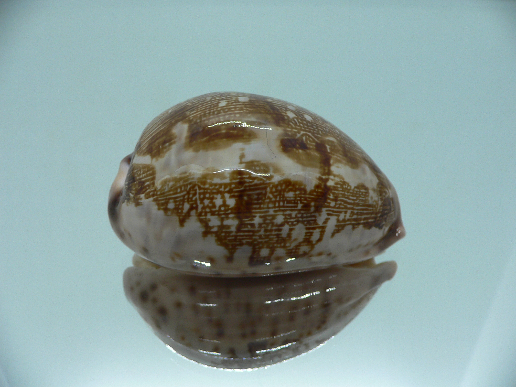 Cypraea mappa viridis montrouzieri (var.) QUEEN