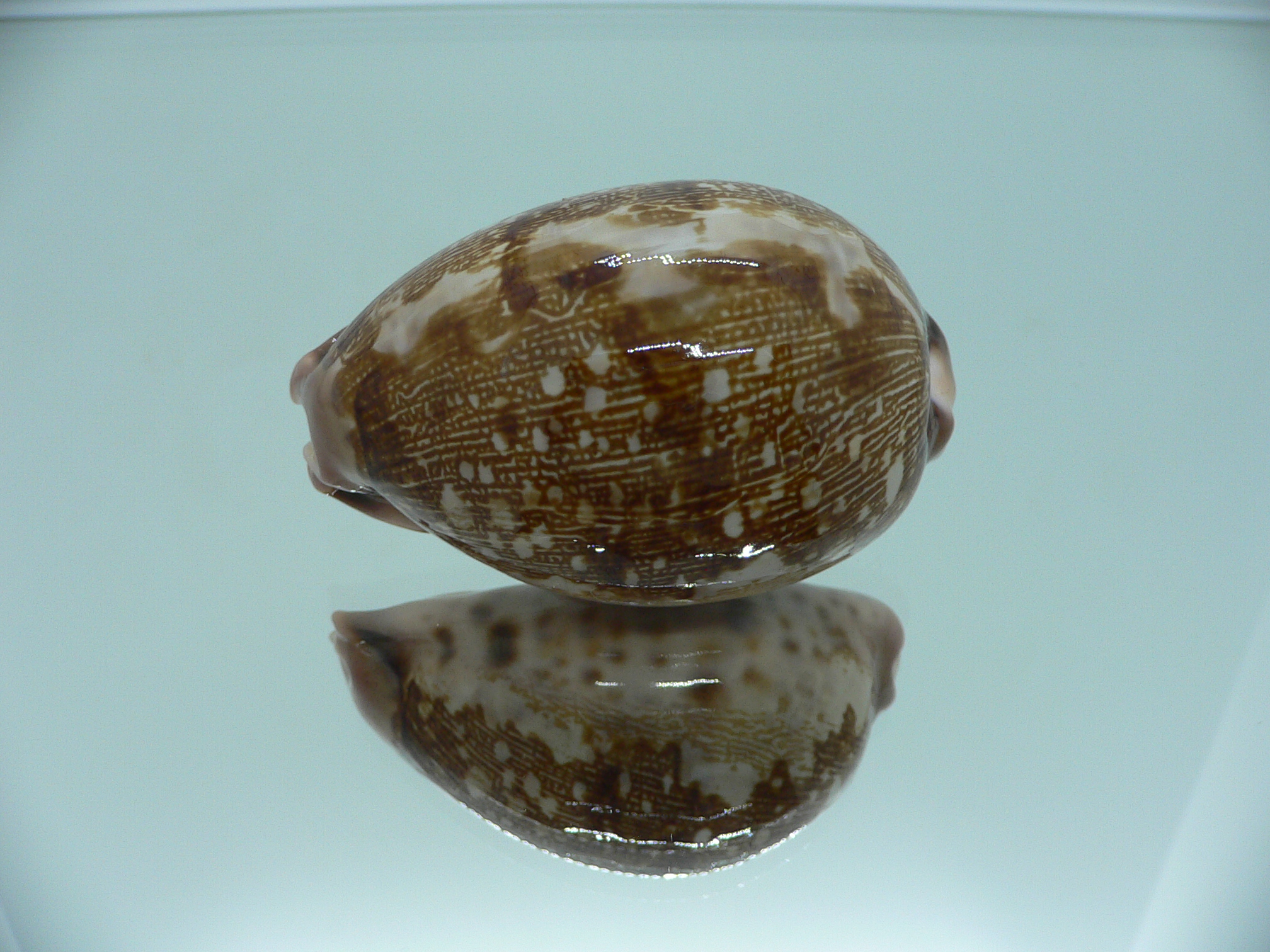 Cypraea mappa viridis montrouzieri (var.) QUEEN