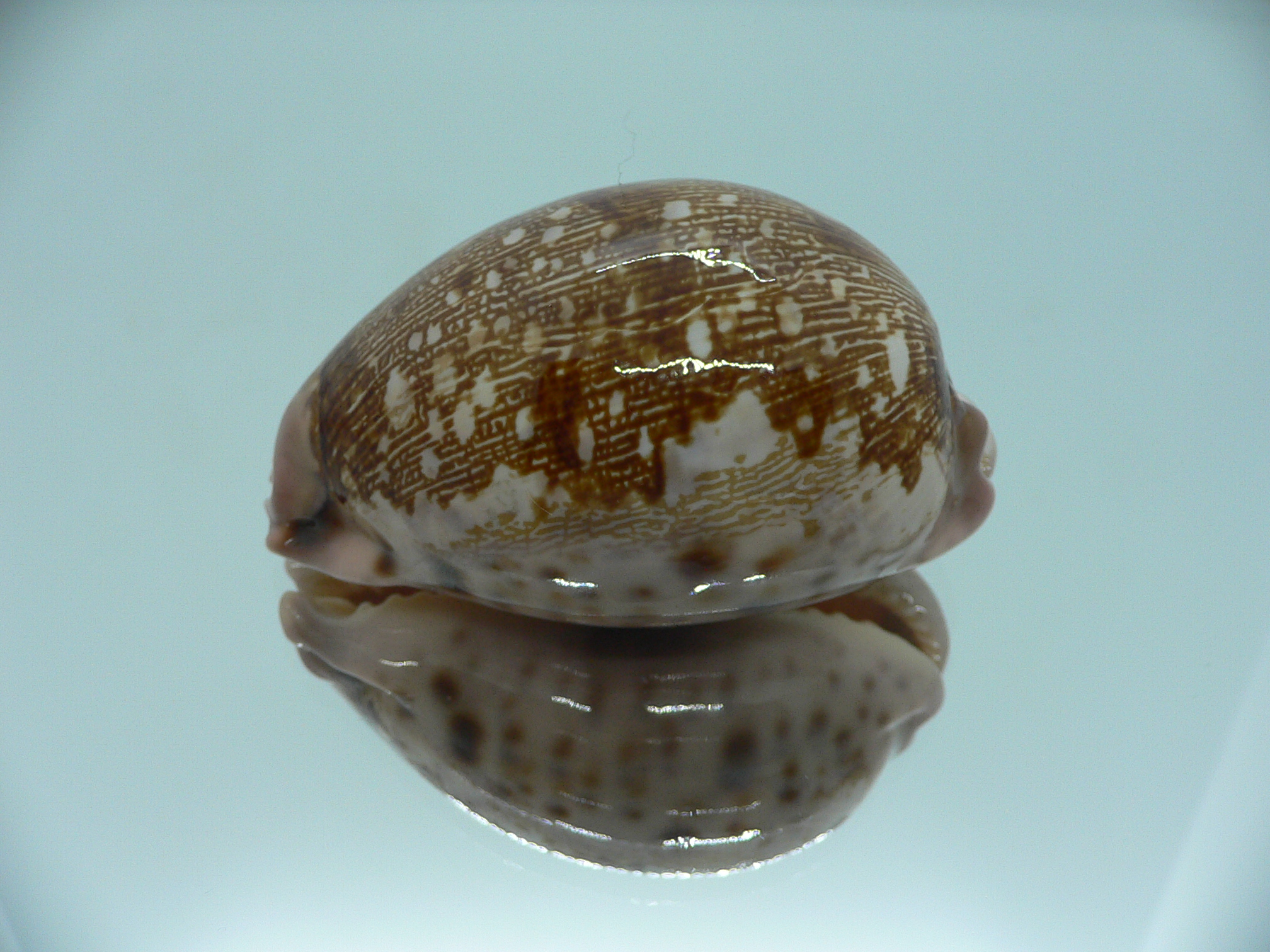 Cypraea mappa viridis montrouzieri (var.) QUEEN