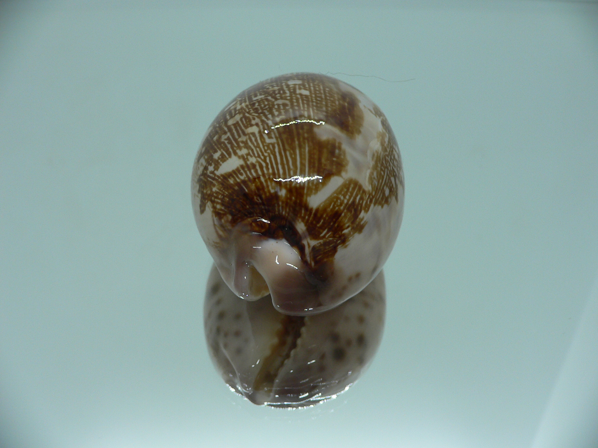 Cypraea mappa viridis montrouzieri (var.) QUEEN