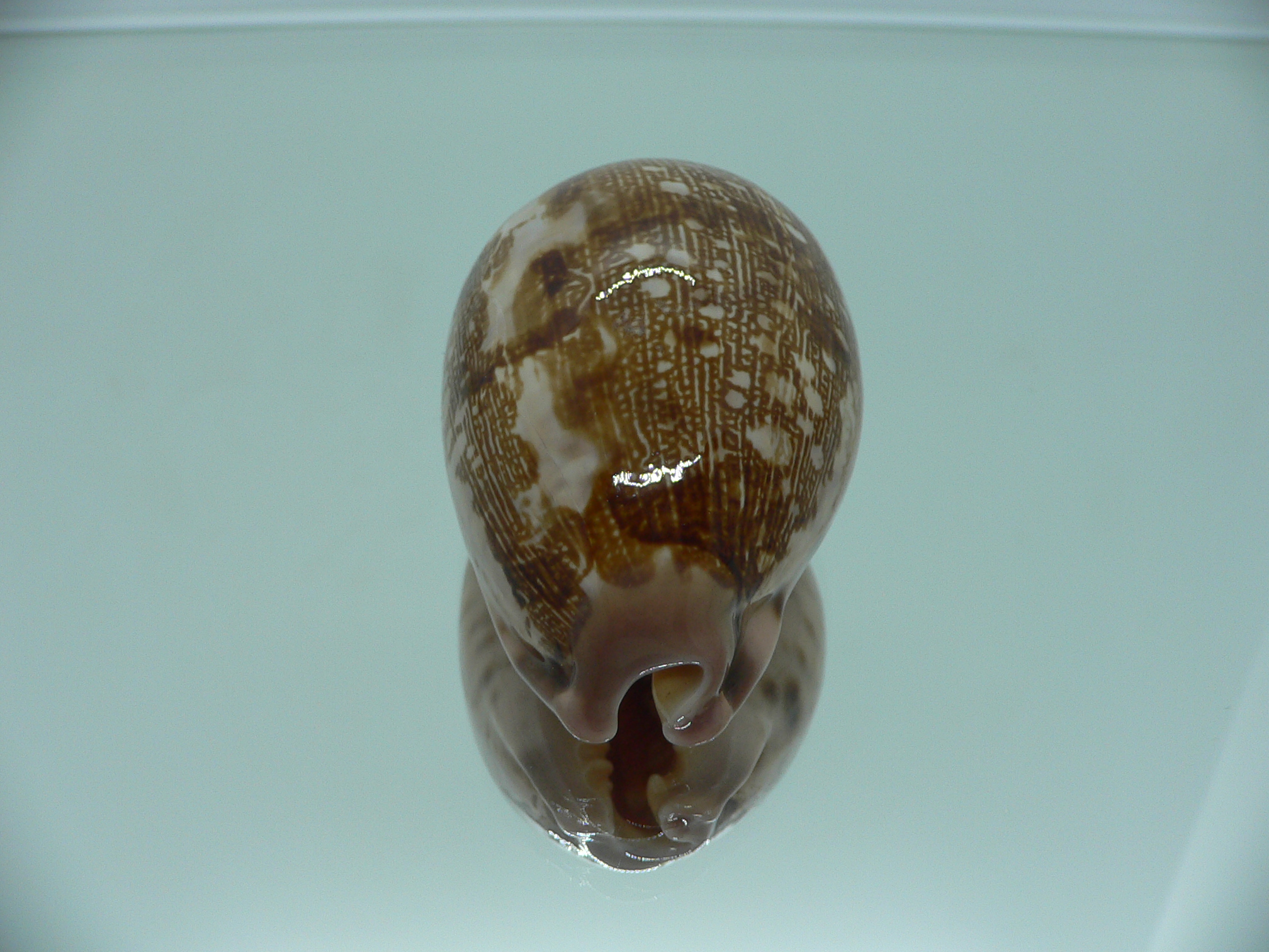 Cypraea mappa viridis montrouzieri (var.) QUEEN