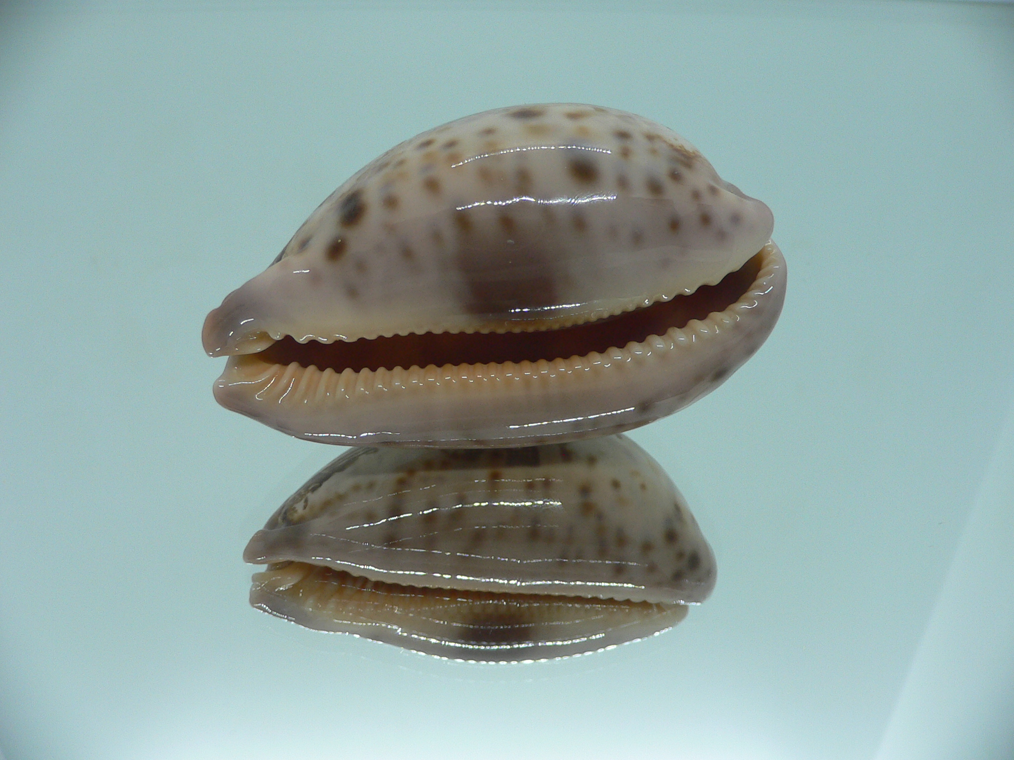 Cypraea mappa viridis montrouzieri (var.) QUEEN