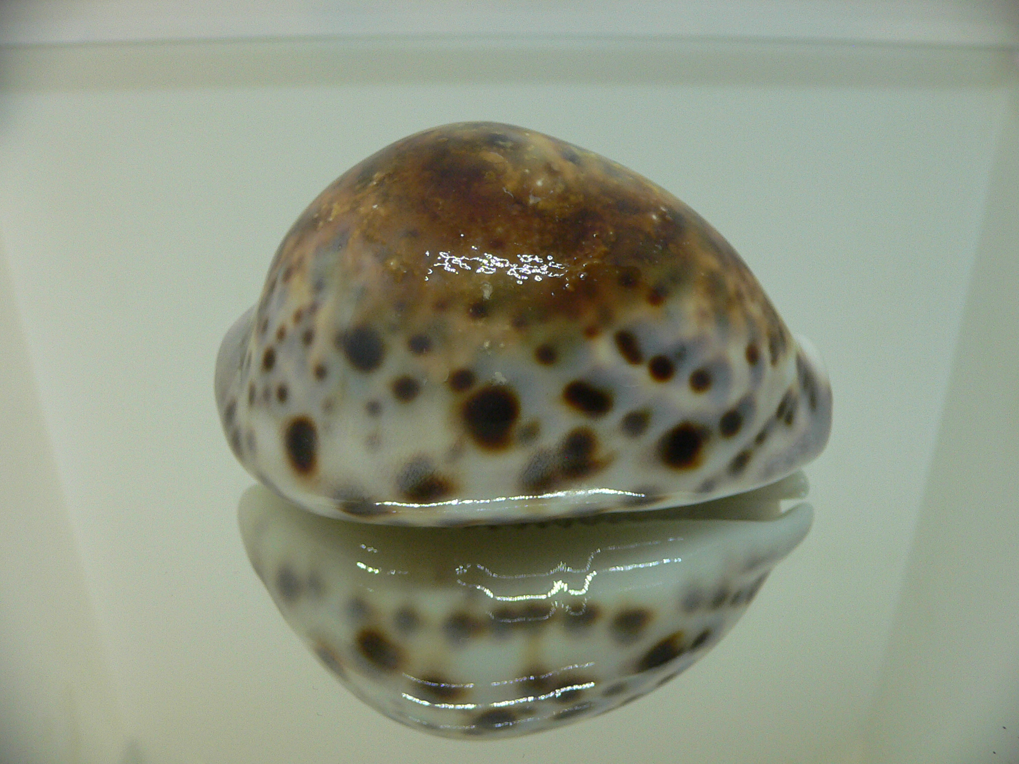Cypraea tigris tigris UNUSUAL