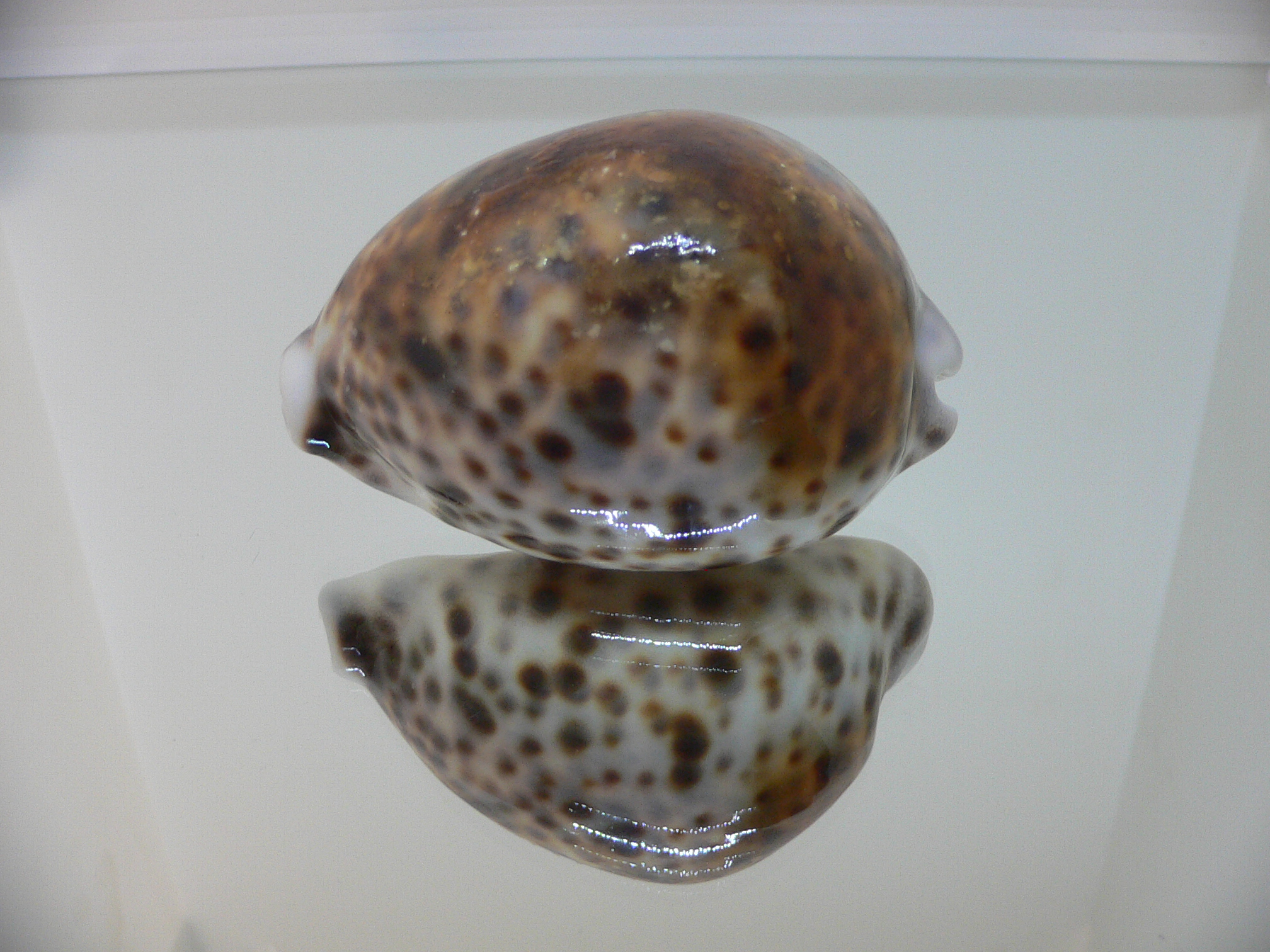 Cypraea tigris tigris UNUSUAL