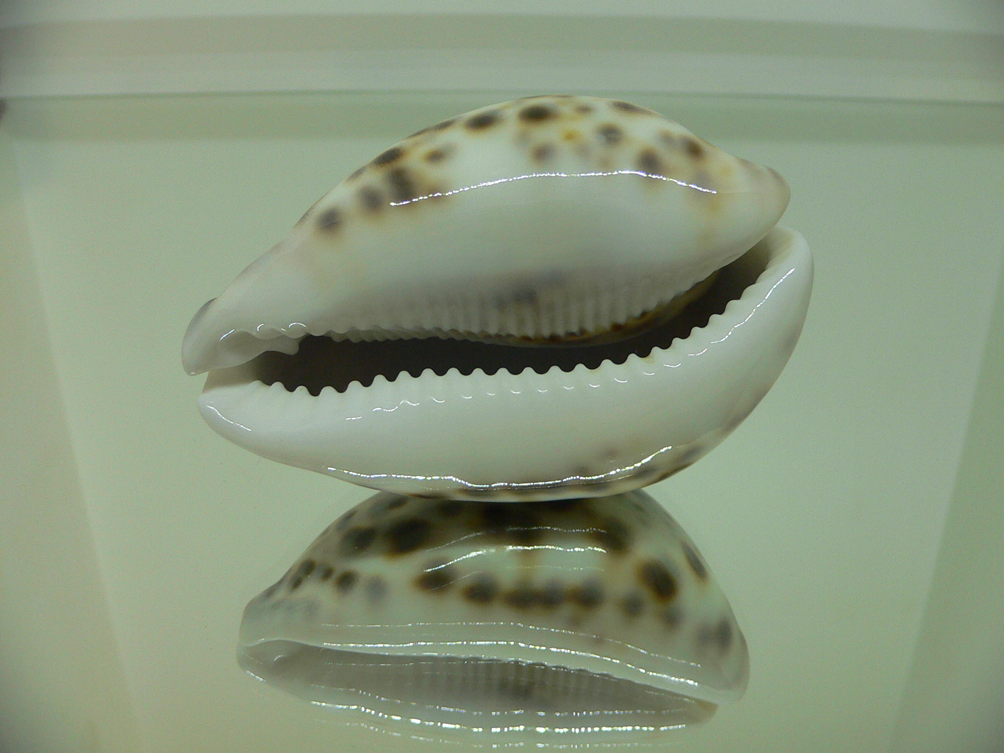 Cypraea tigris tigris UNUSUAL
