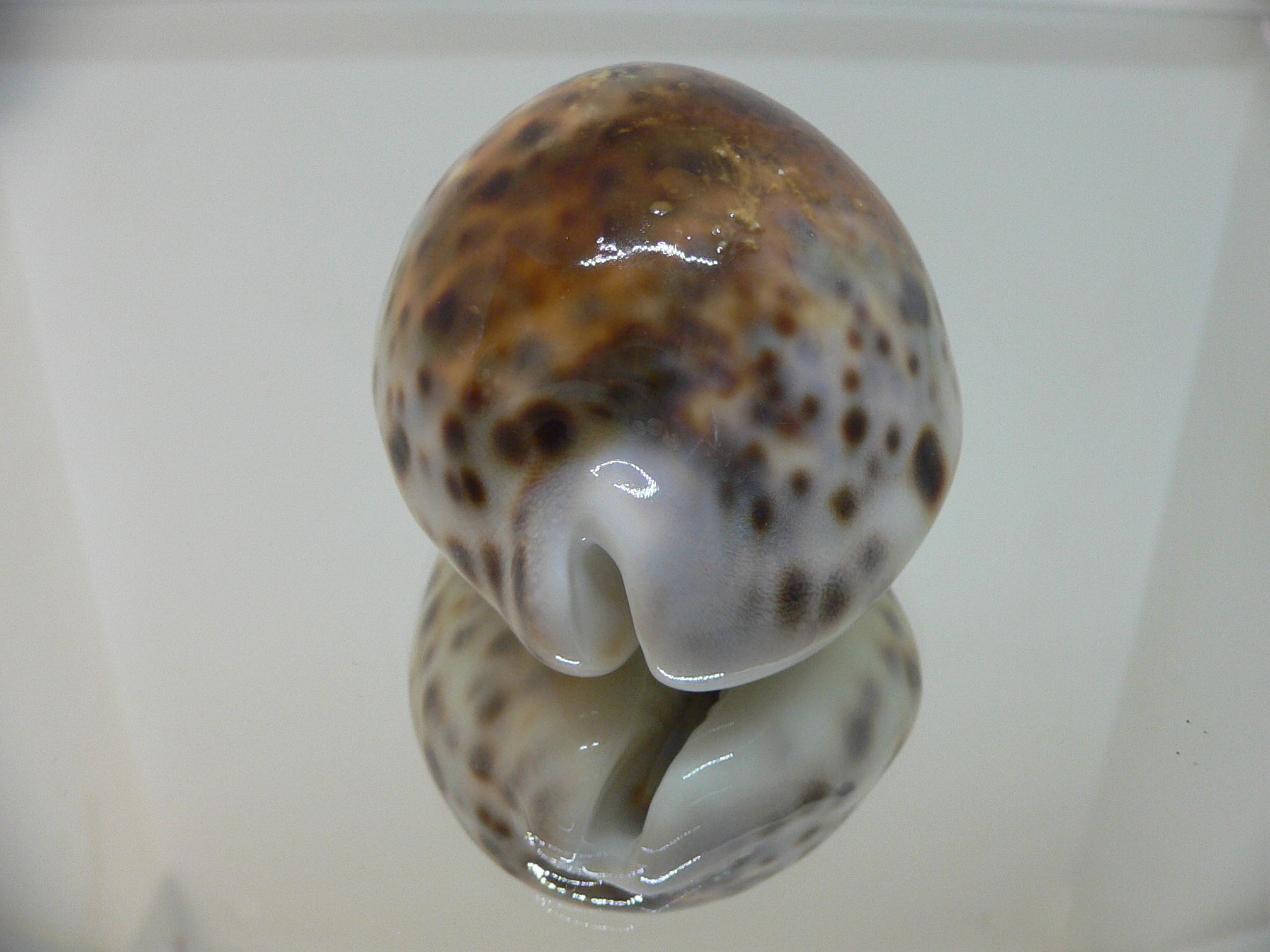 Cypraea tigris tigris UNUSUAL
