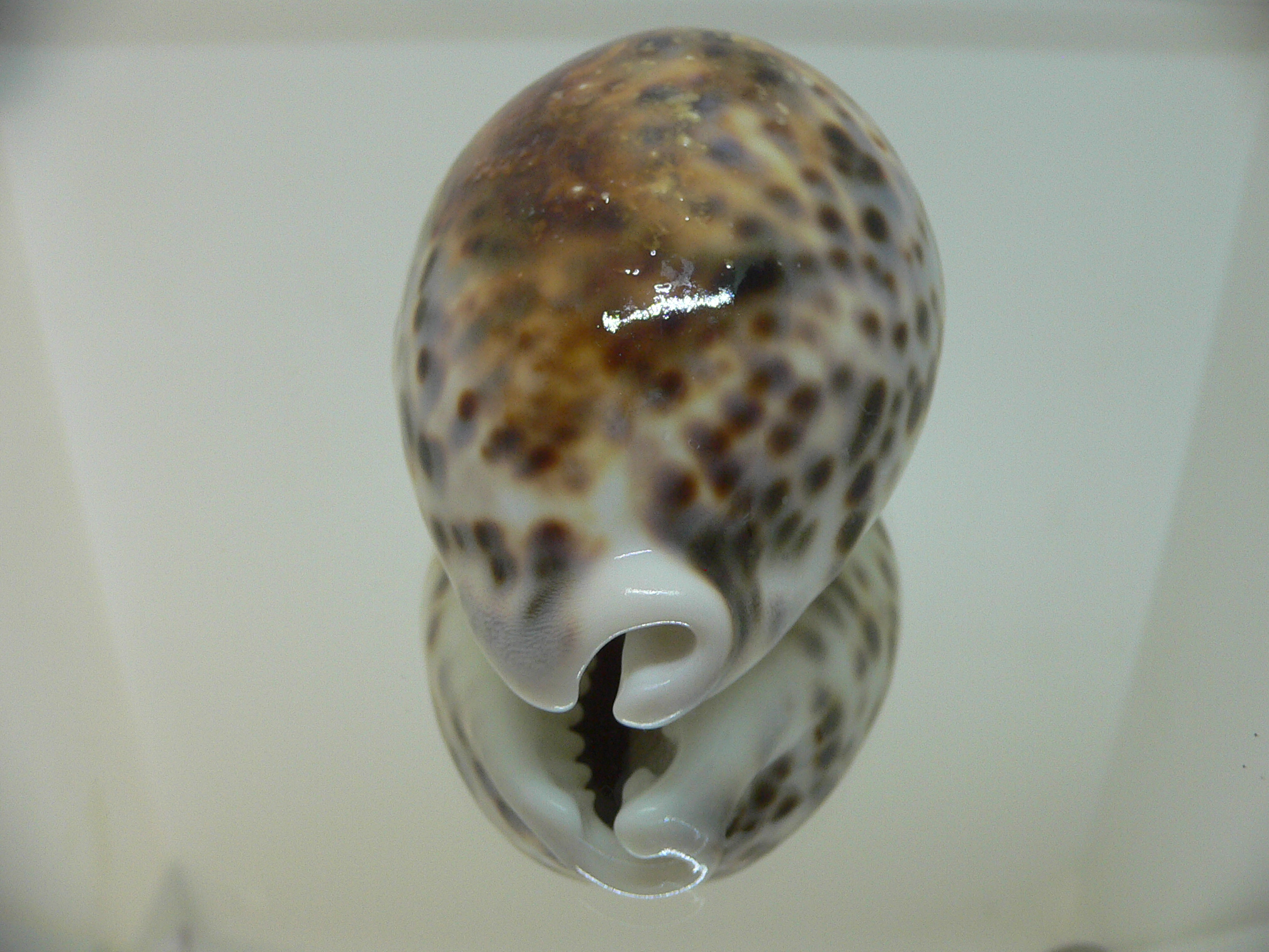 Cypraea tigris tigris UNUSUAL
