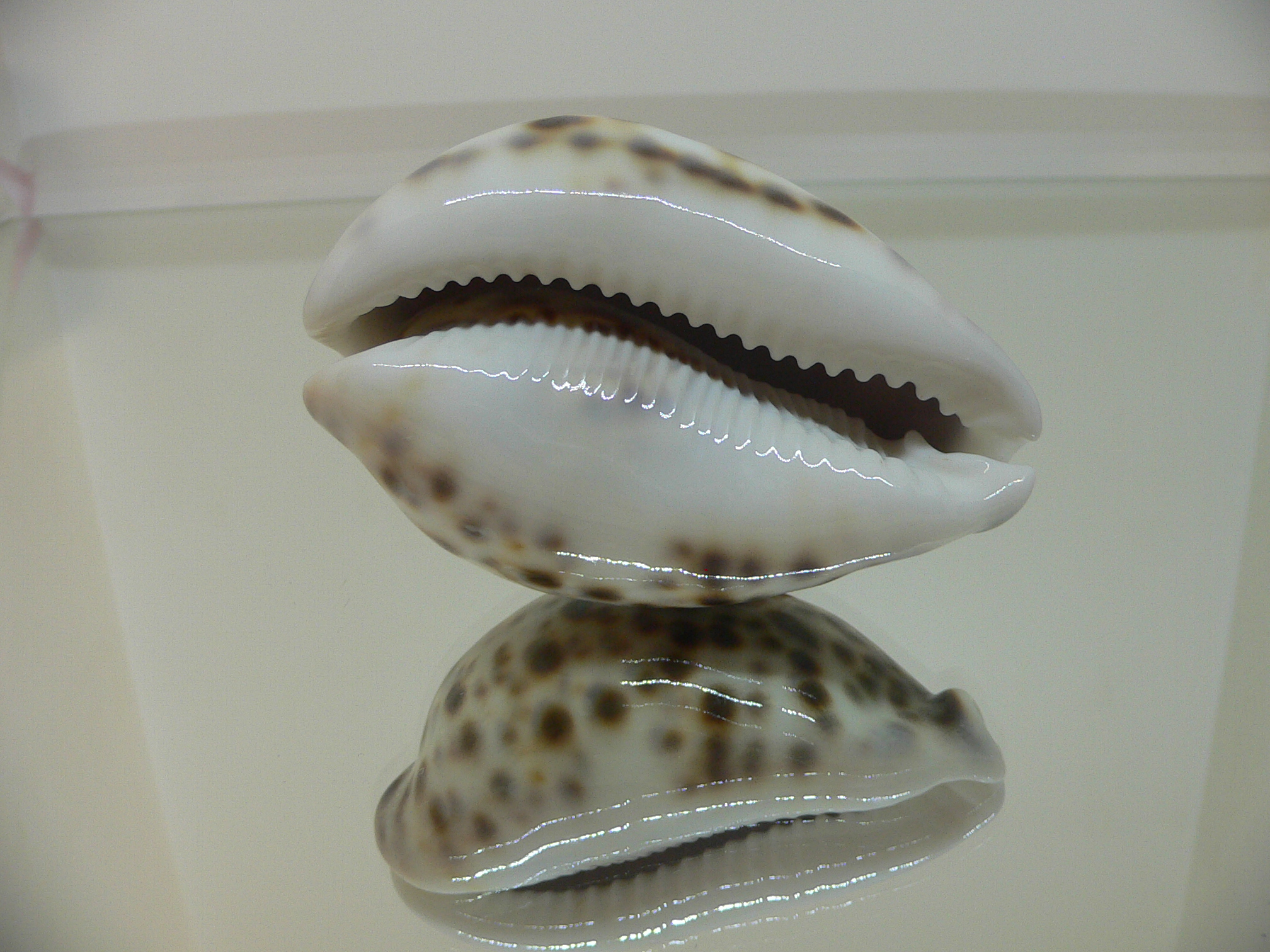 Cypraea tigris tigris UNUSUAL