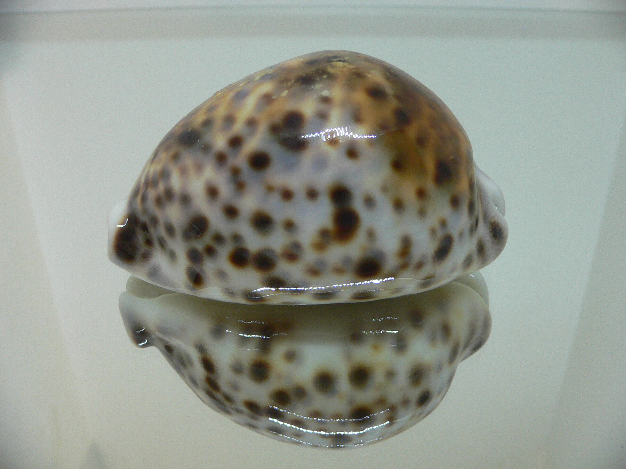 Cypraea tigris tigris UNUSUAL