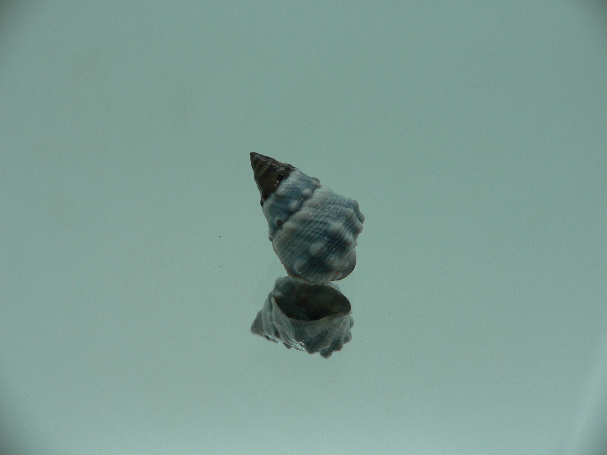 Echinolittorina pascua BIG