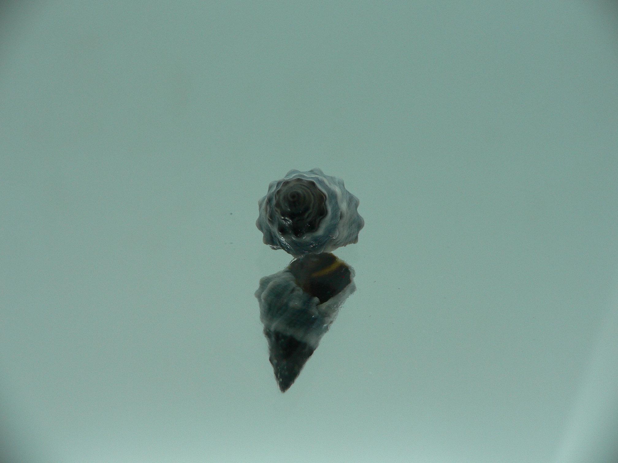 Echinolittorina pascua BIG