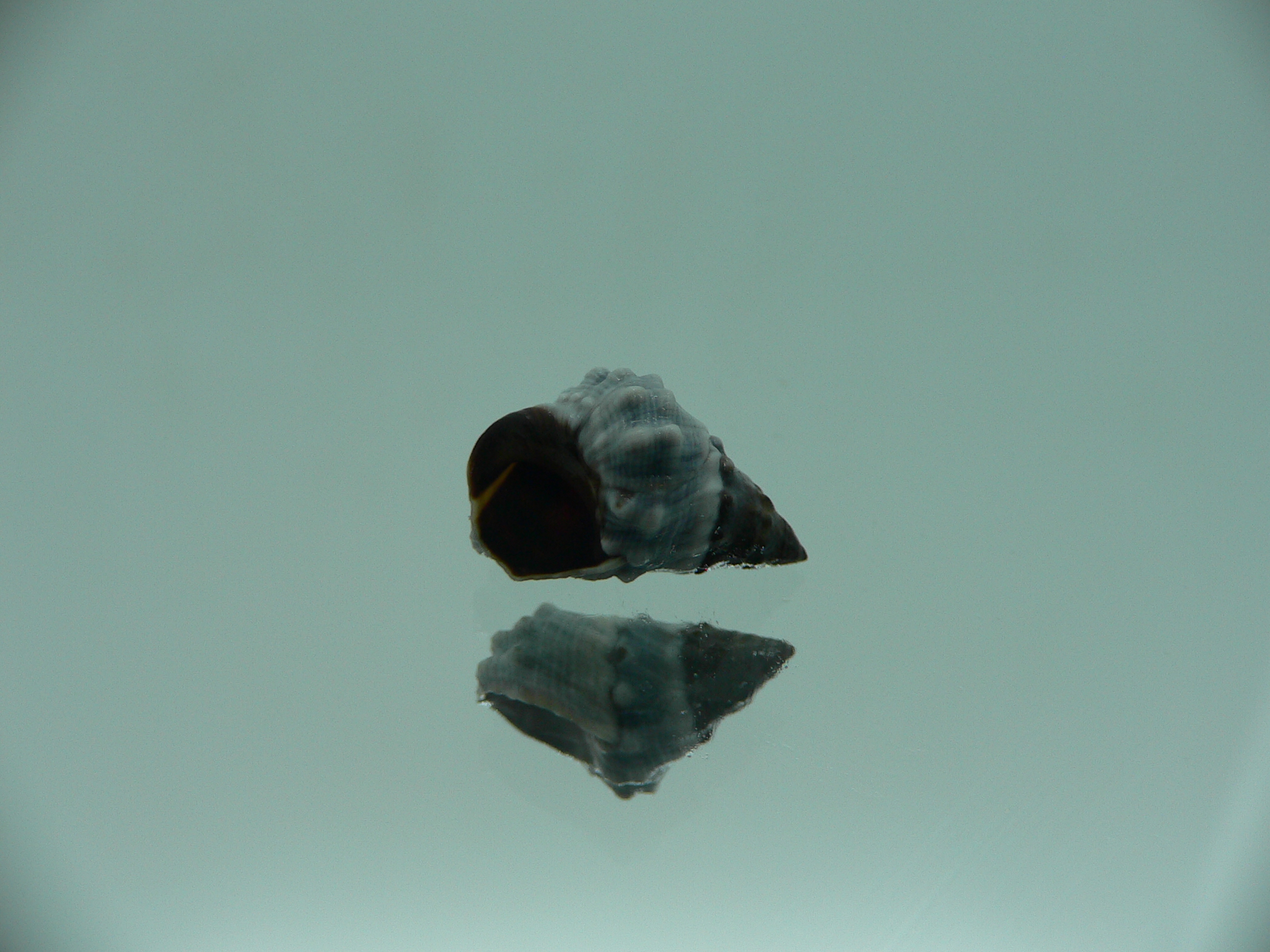 Echinolittorina pascua BIG