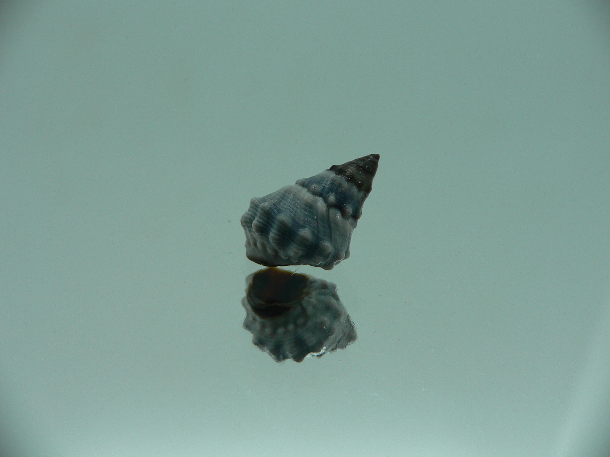 Echinolittorina pascua BIG