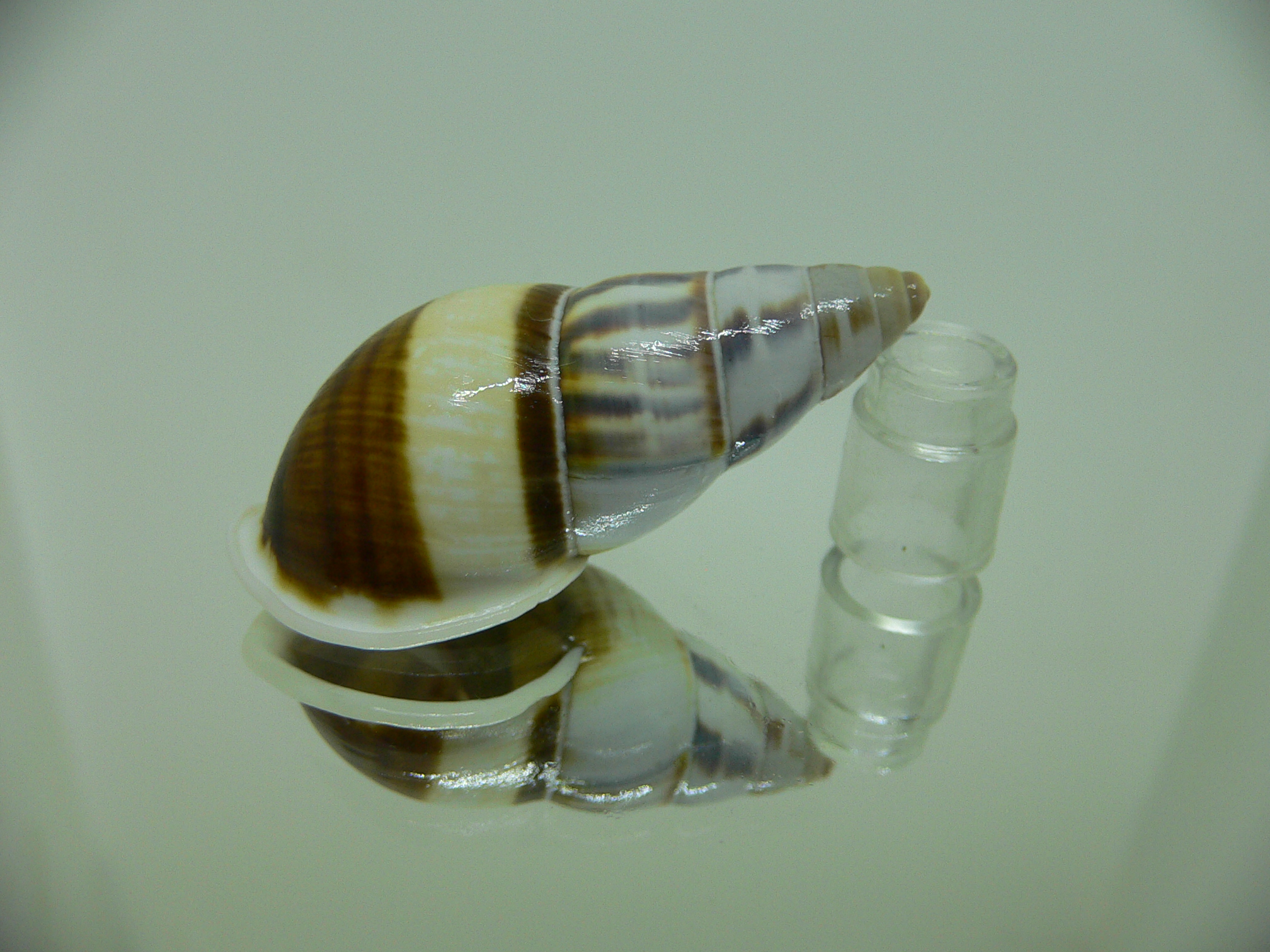 Amphidromus contrarius hanieli UNUSUAL DARK & BIG