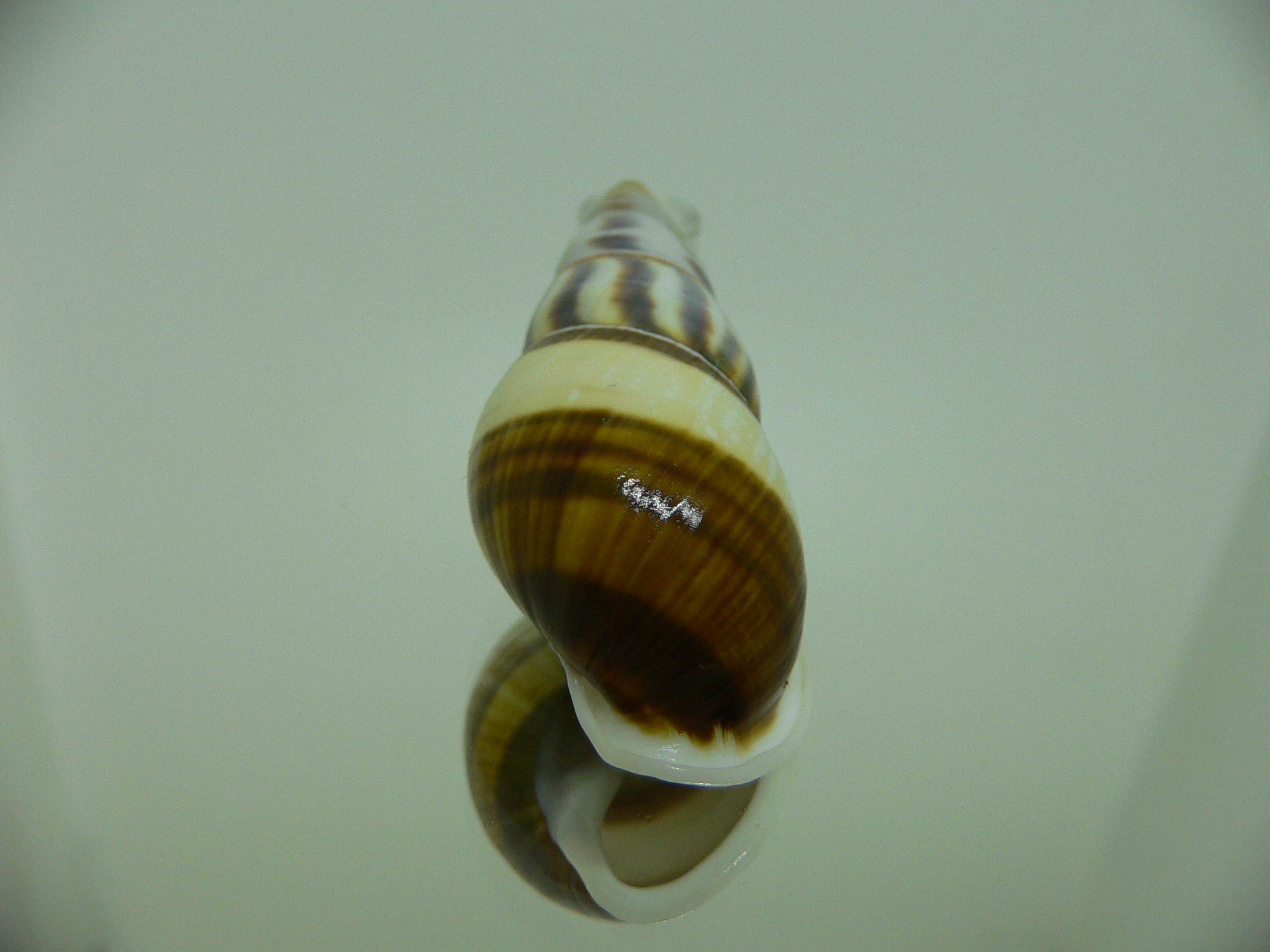 Amphidromus contrarius hanieli UNUSUAL DARK & BIG