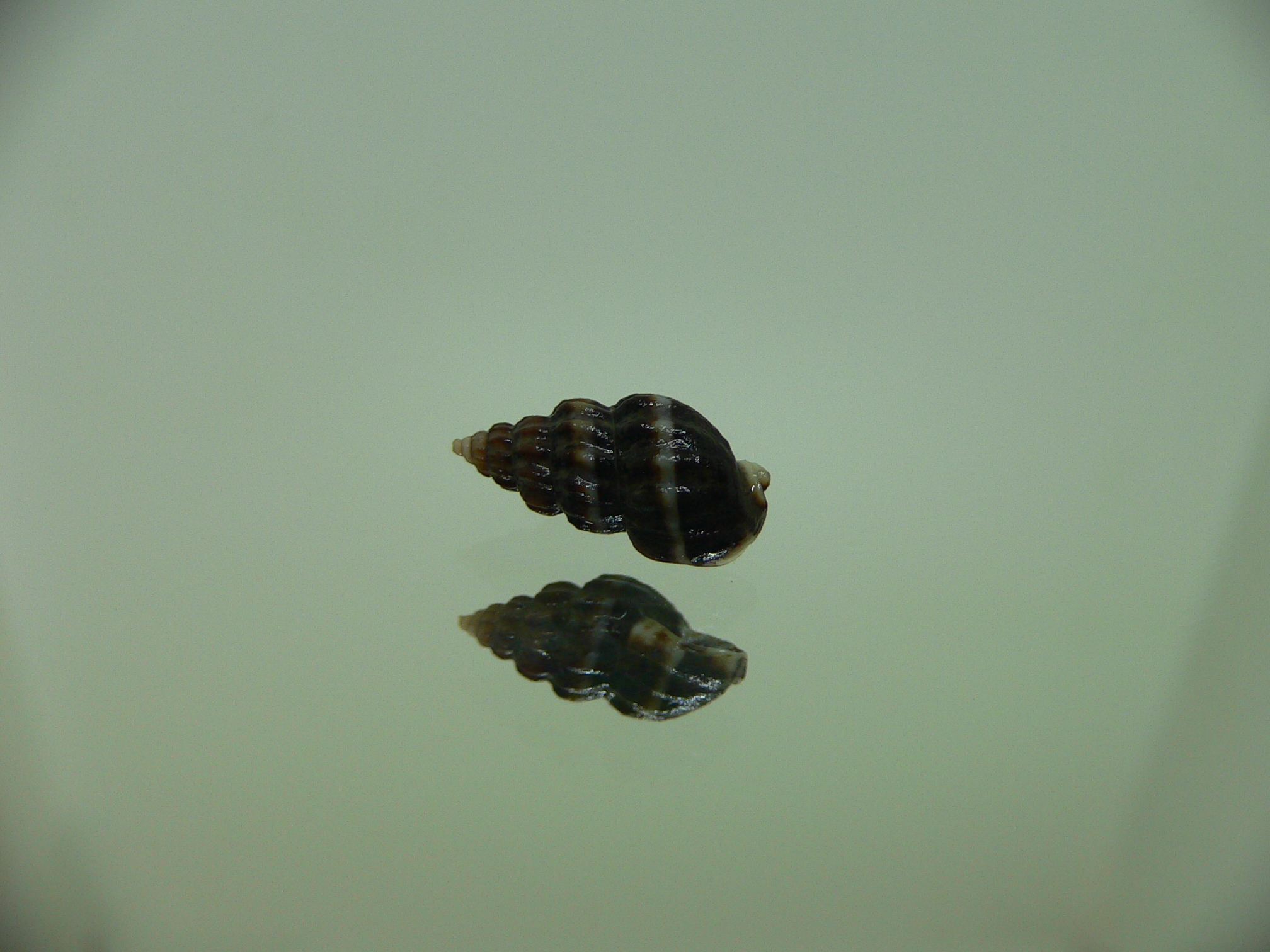Nassarius japonicus VERY BIG