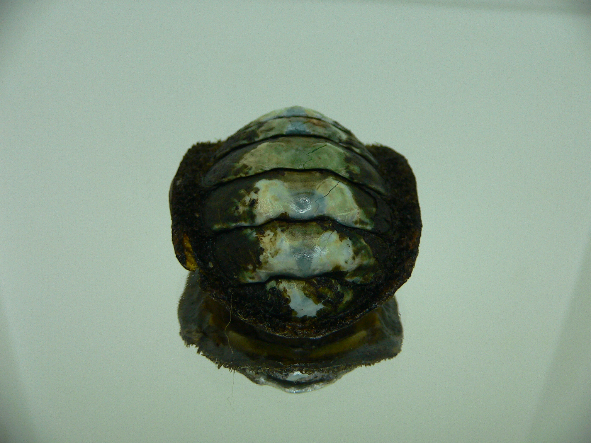 Acanthopleura gemmata MONSTER
