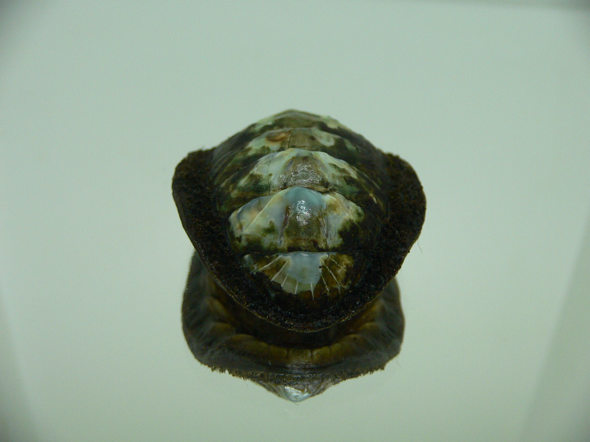 Acanthopleura gemmata MONSTER