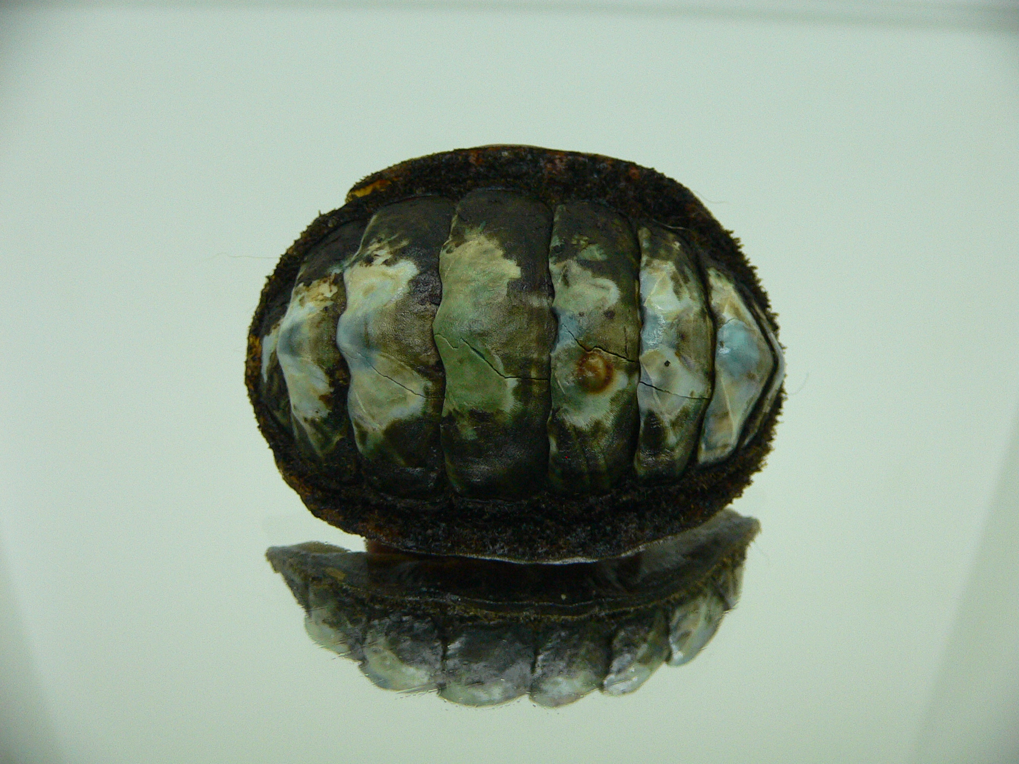 Acanthopleura gemmata MONSTER