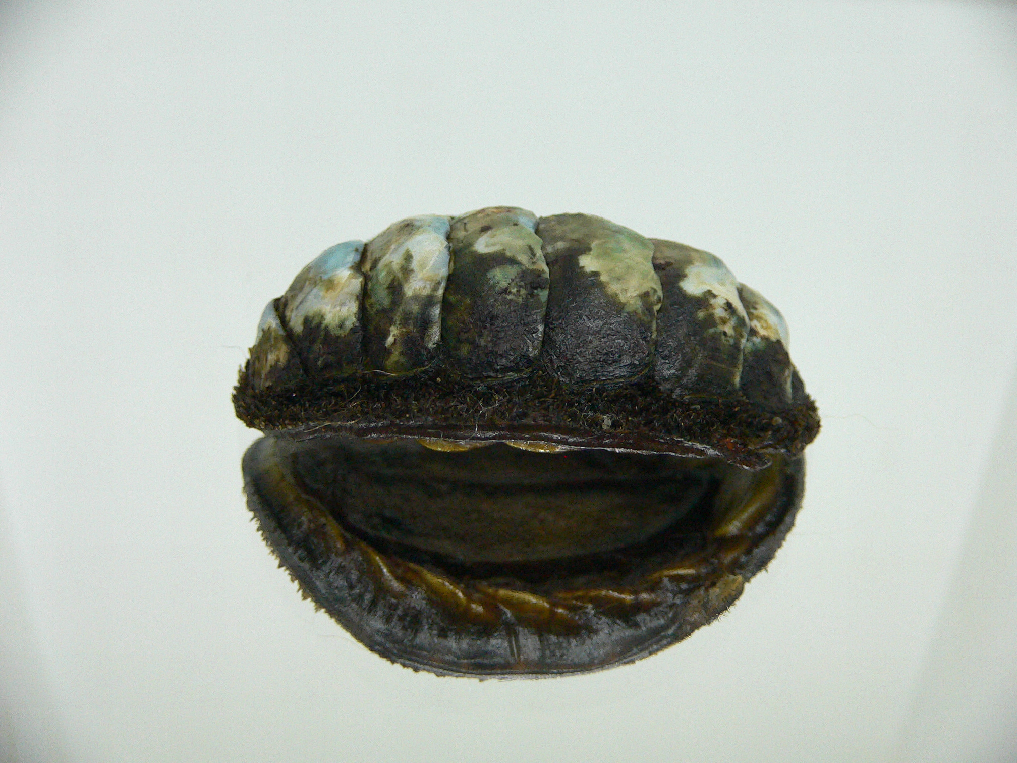 Acanthopleura gemmata MONSTER