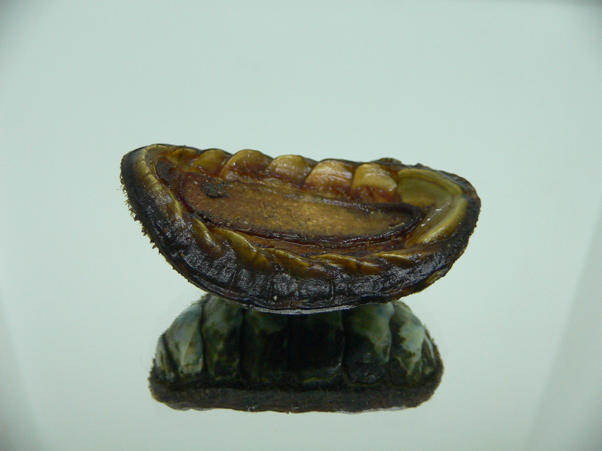 Acanthopleura gemmata MONSTER