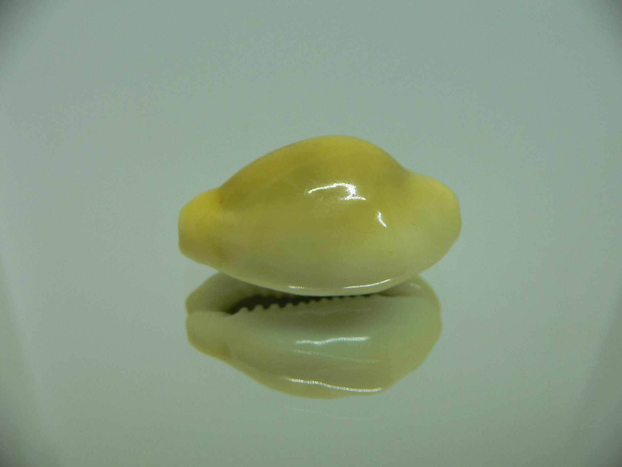 Cypraea moneta icterina (var.) ROSTRATE
