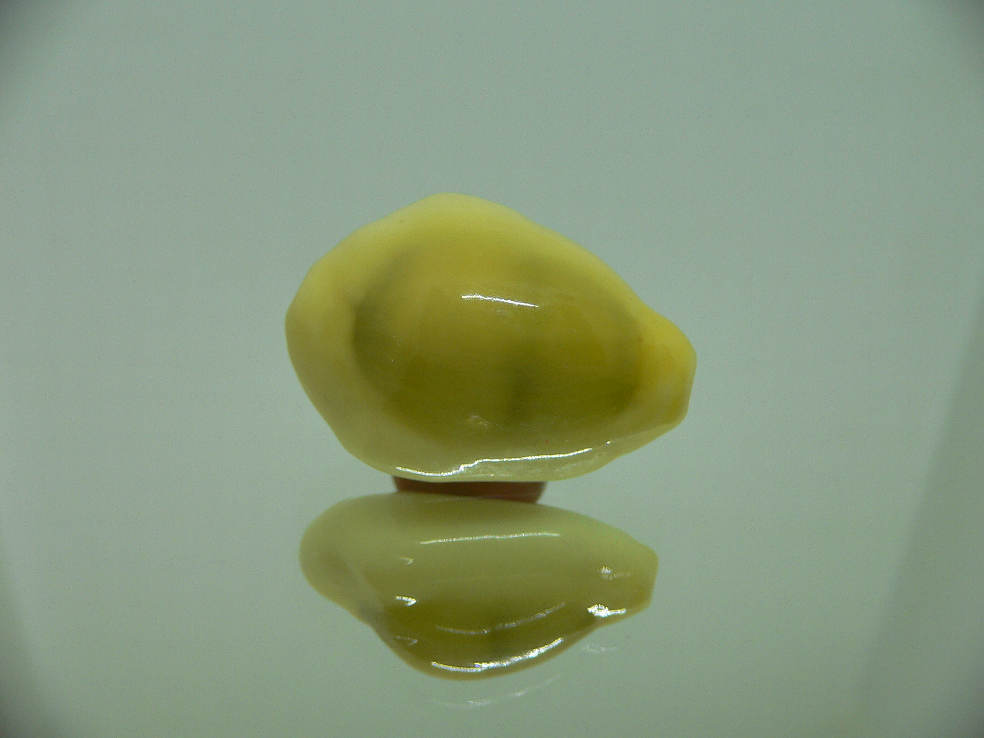 Cypraea moneta icterina (var.) ROSTRATE