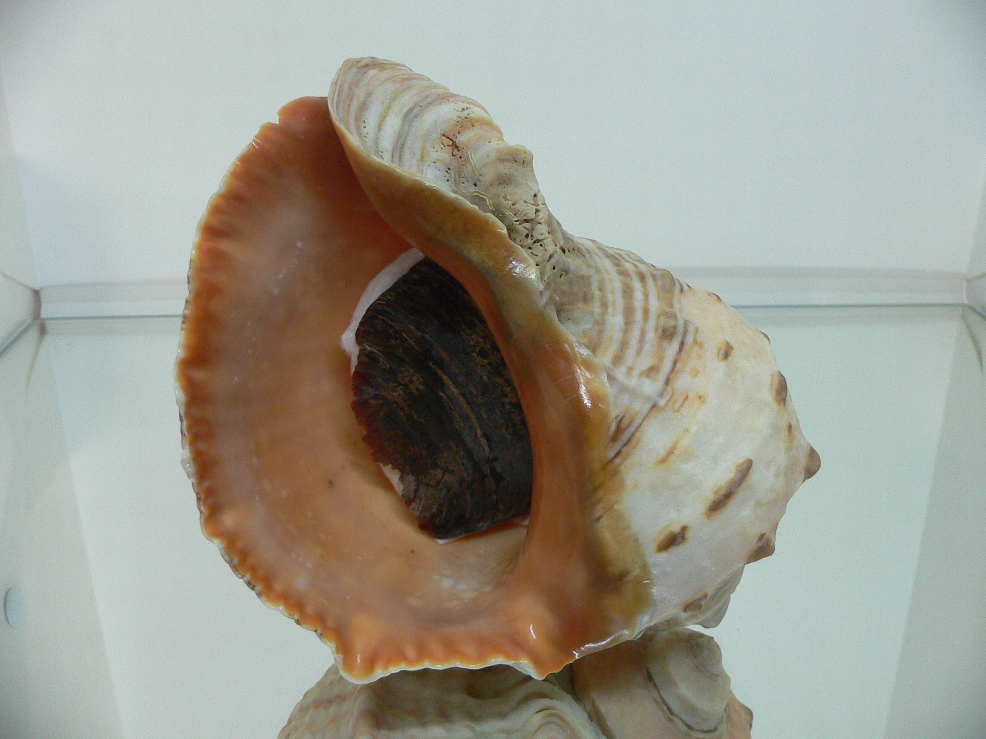 Rapana venosa PINK MONSTER