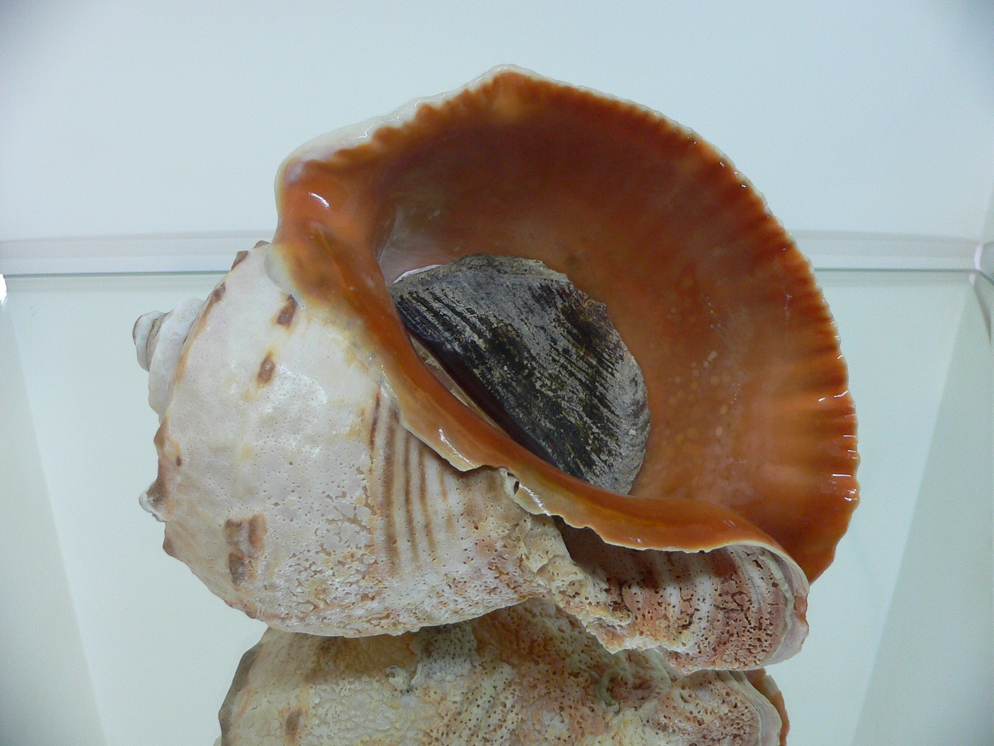Rapana venosa PINK MONSTER