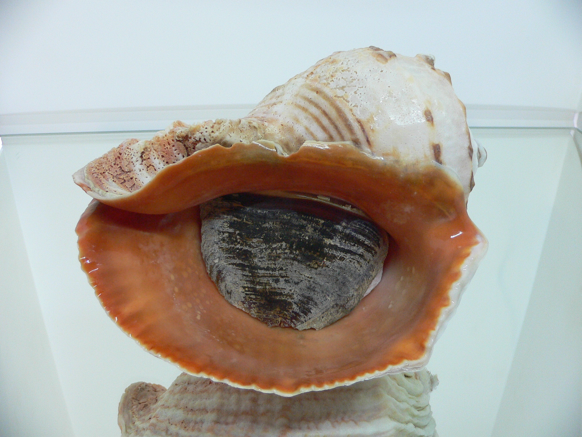 Rapana venosa PINK MONSTER
