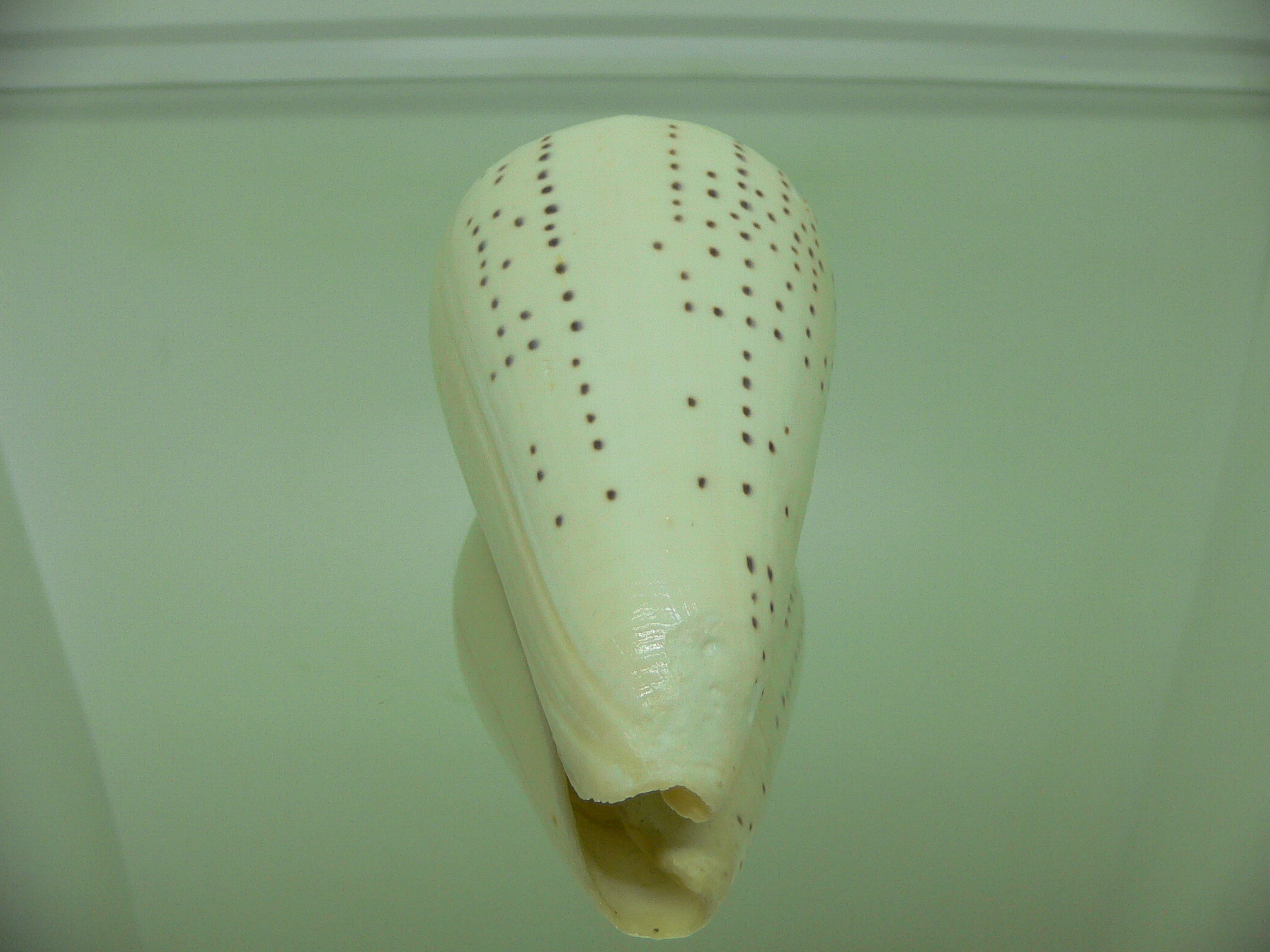 Conus leopardus