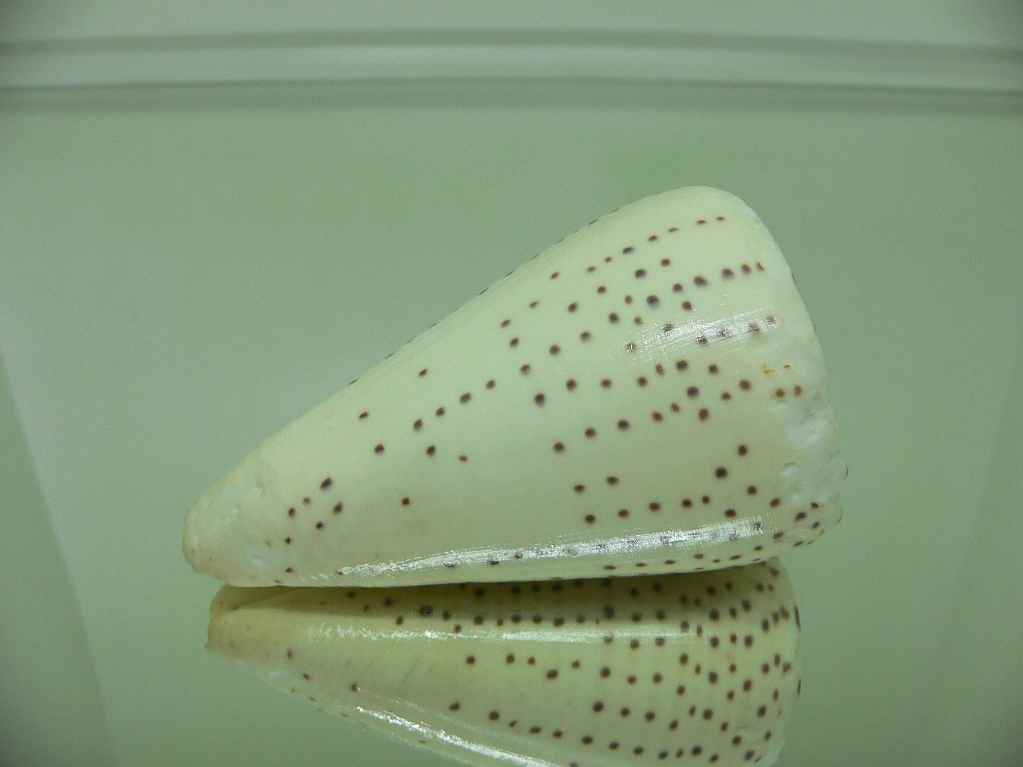 Conus leopardus